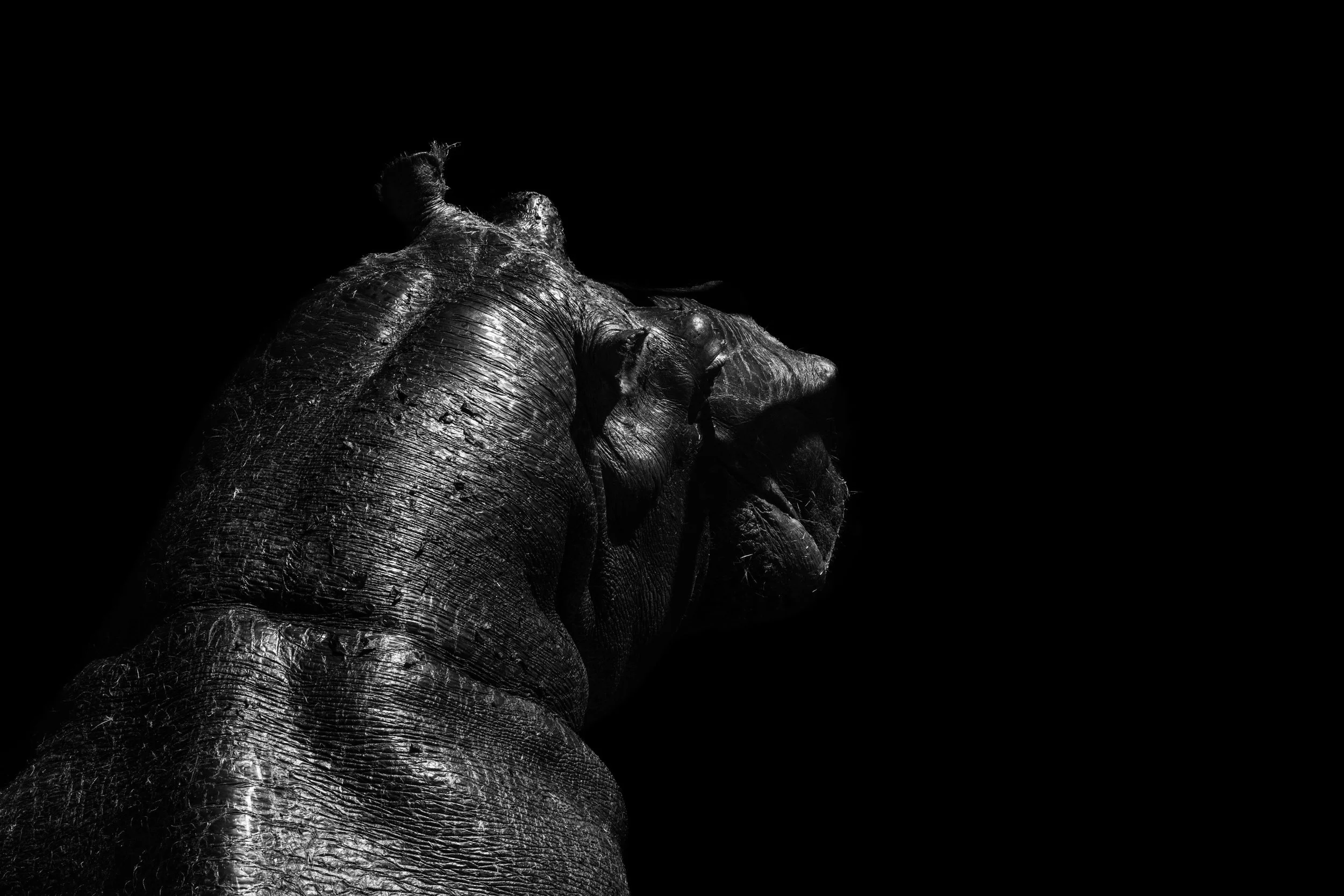 SS-animaux-1.jpg