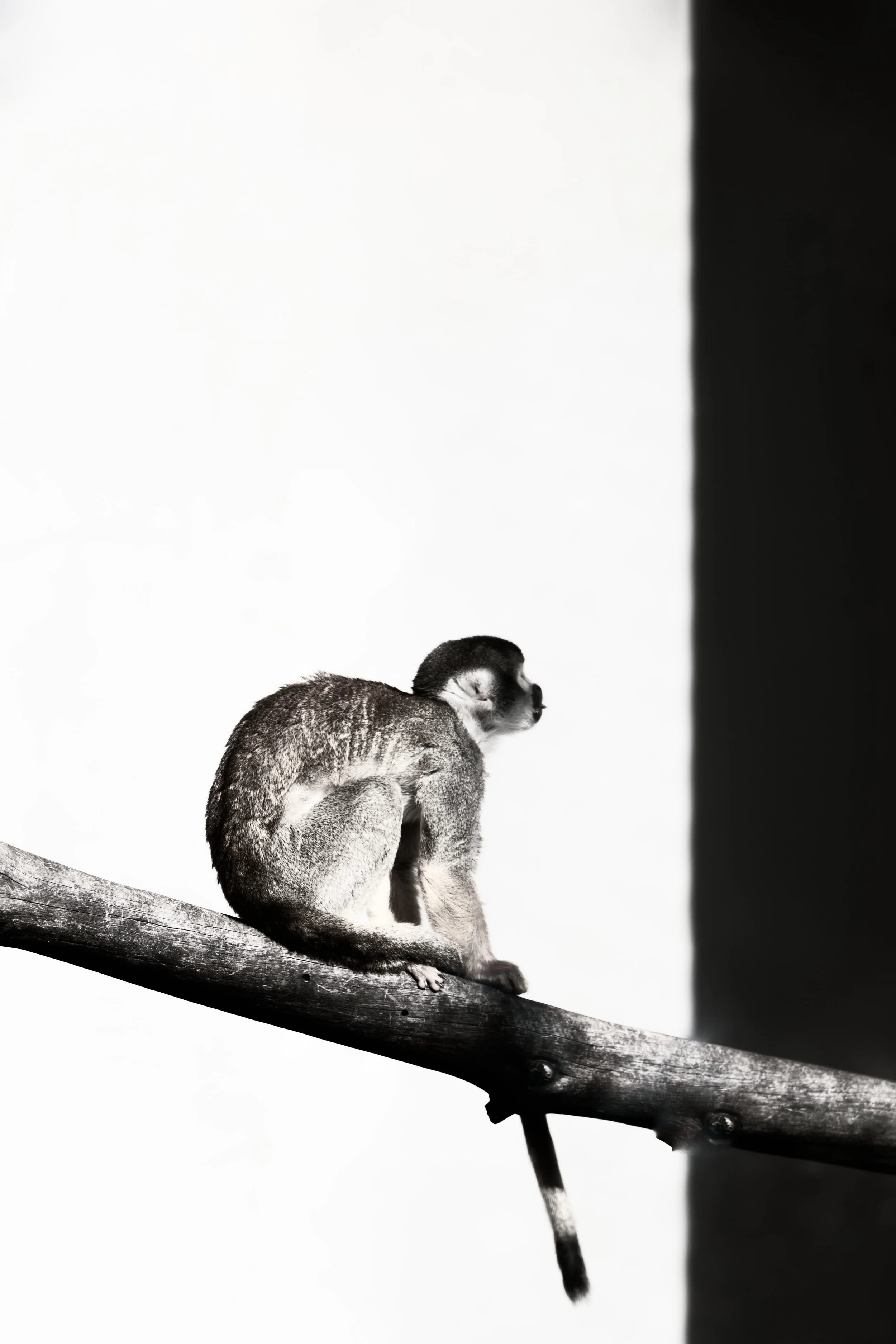 SS-animaux-8.jpg