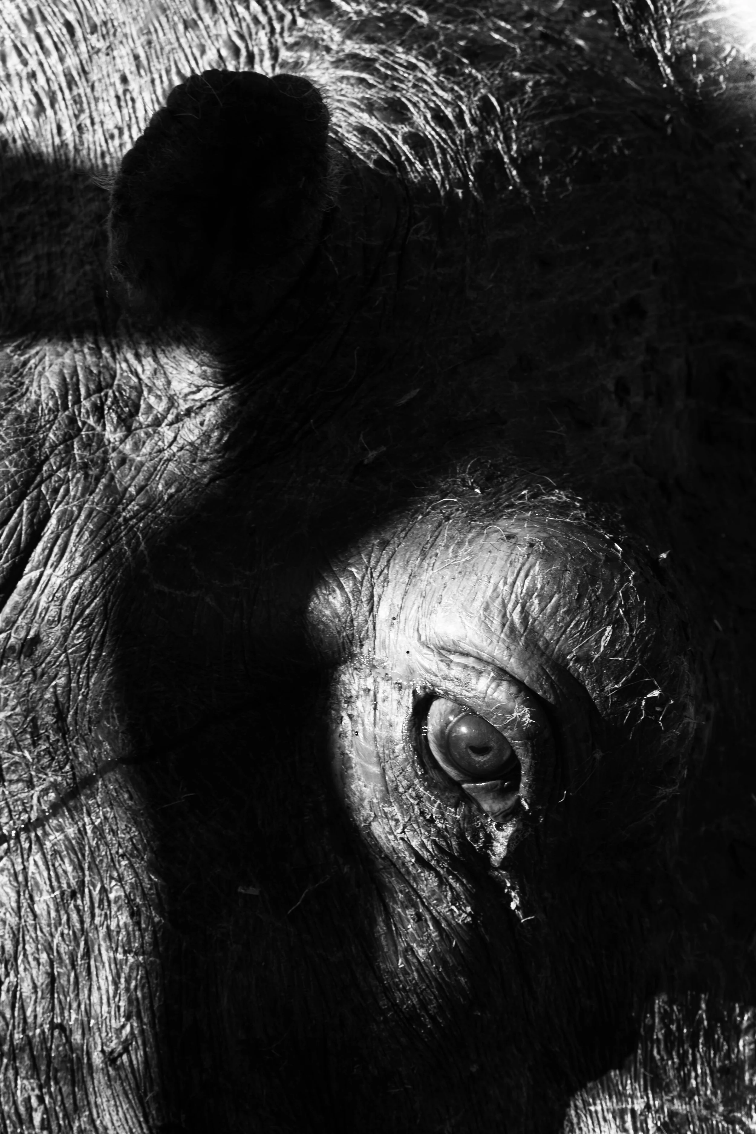 SS-animaux-2.jpg