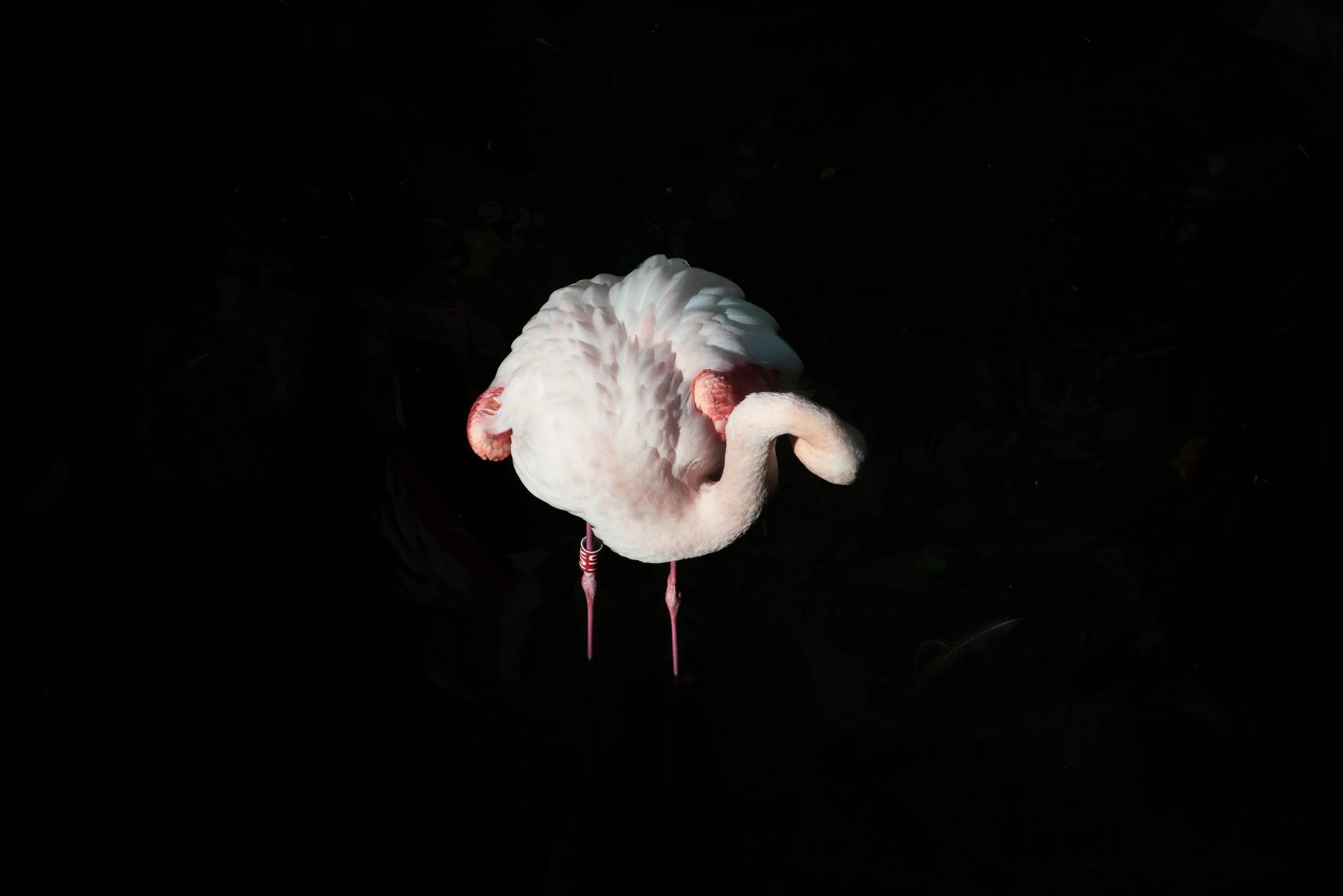 SS-Jardin animalier-29.jpg