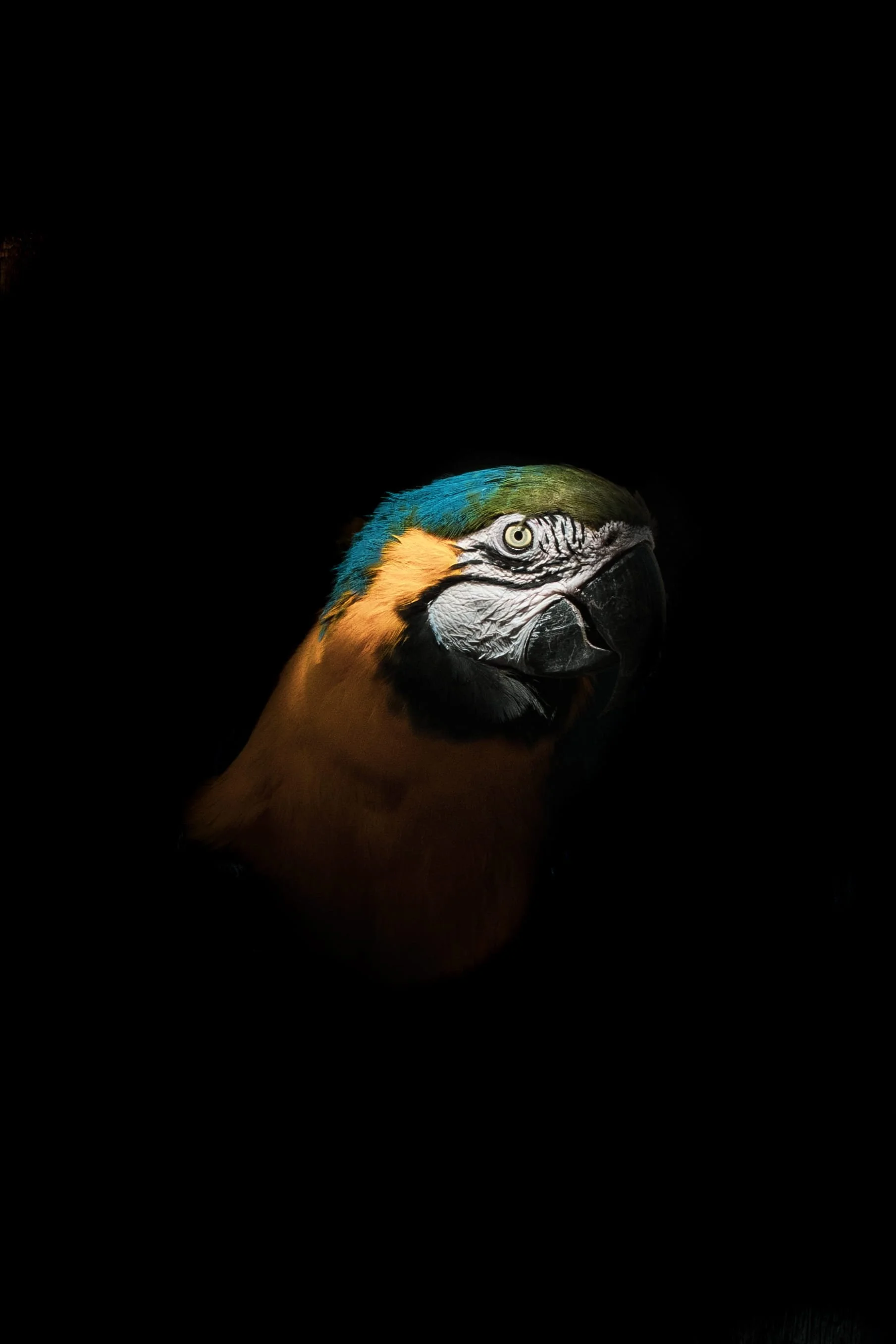 SS-animaux-6.jpg