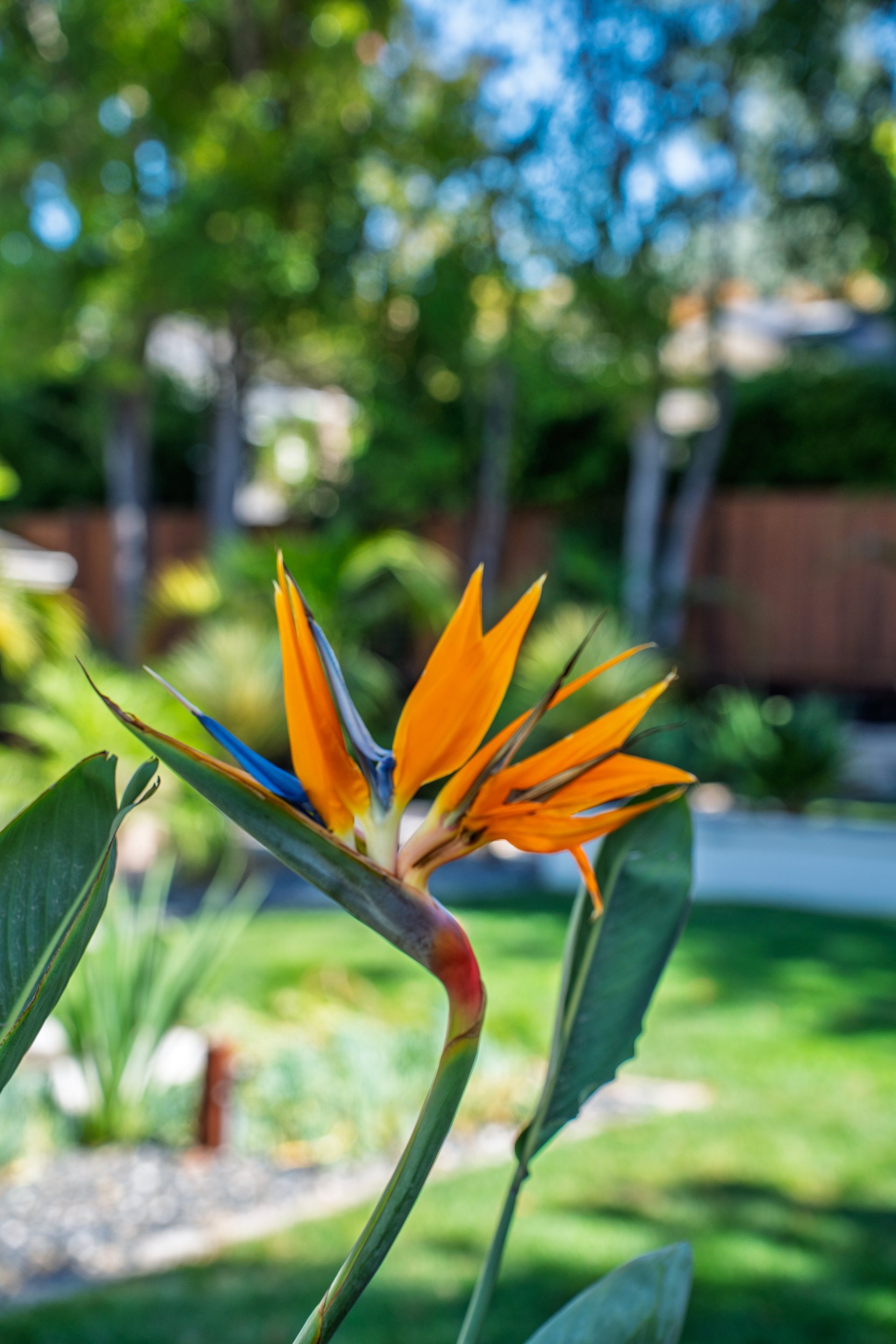 gh-bird-of-paradise.jpg