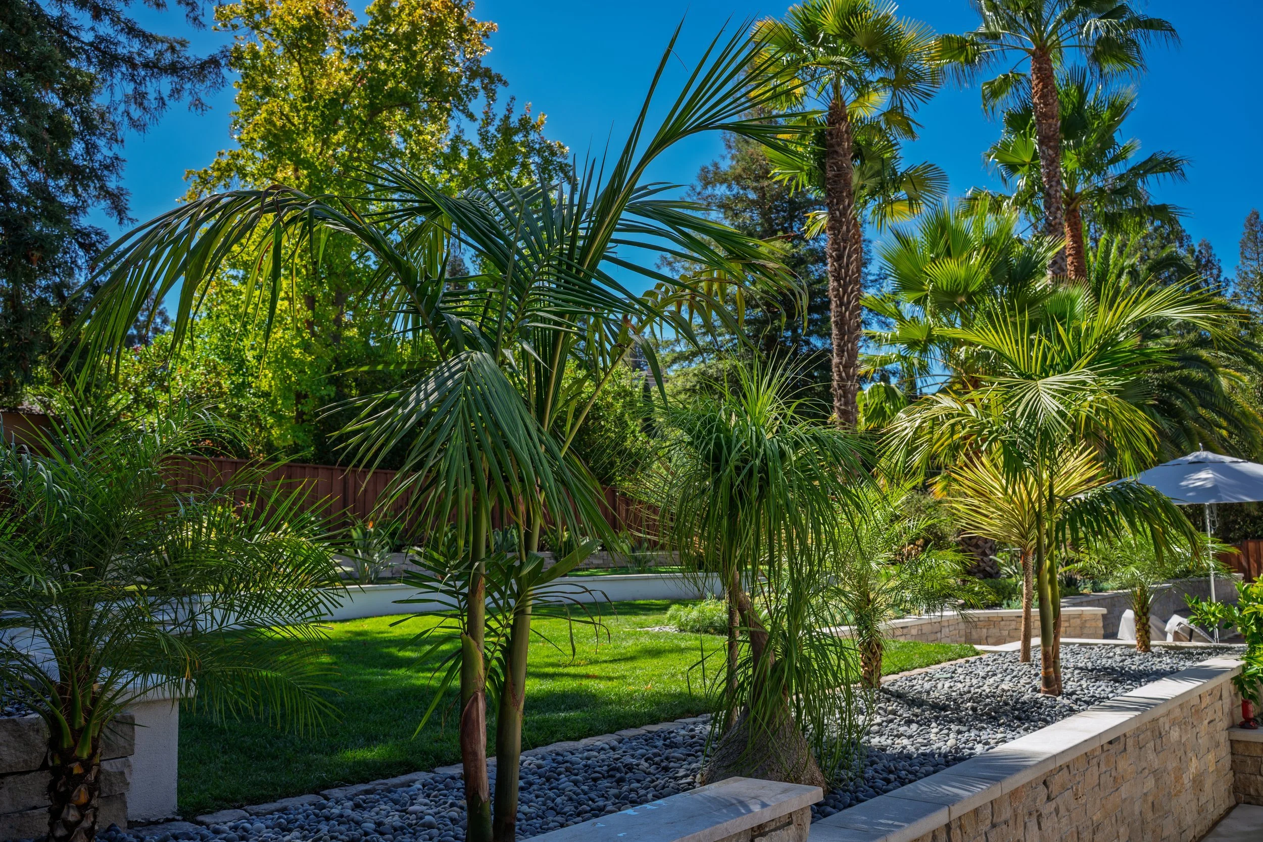 gh-backyard-palms-lawn.jpg