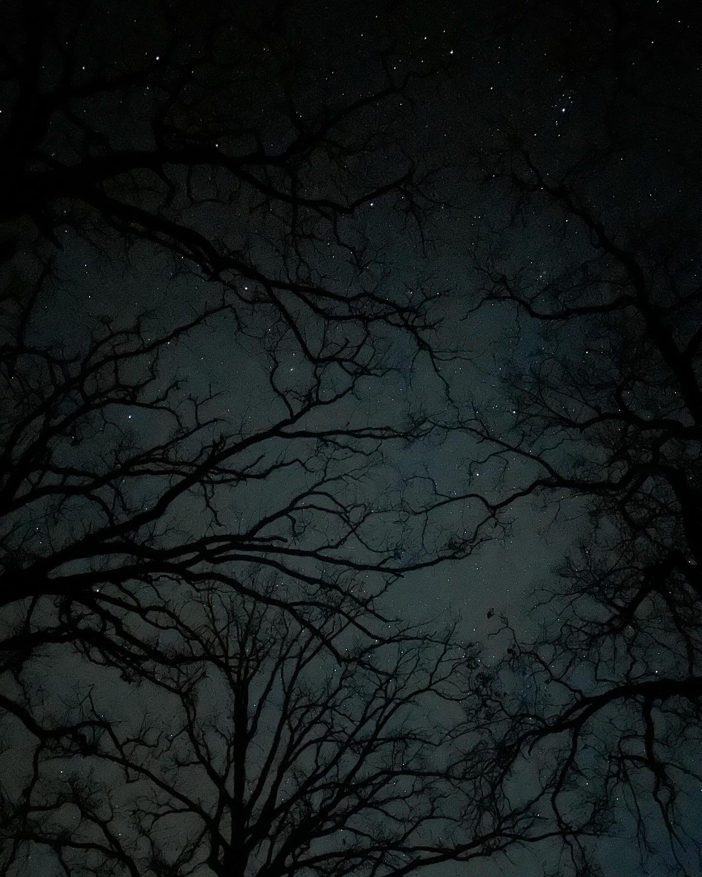 Night sky with stars visible through silhouetted tree branches