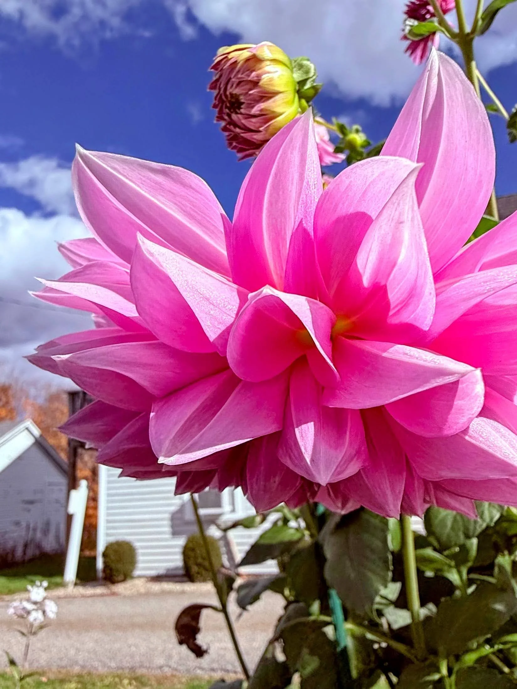Close-up of a vibrant pink dahlia flower with a cloudy blue sky in the background.