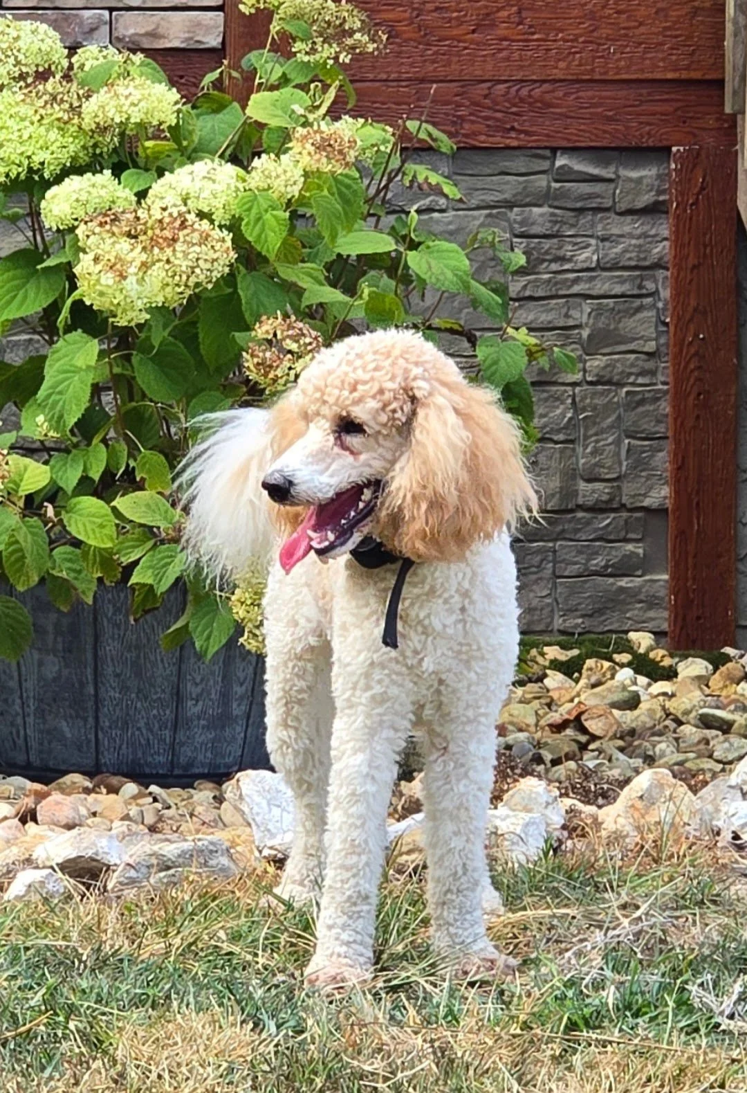 A poodle dog with curly, cream-colored fur standing outdoors near a large hydrangea plant with white and pink blossoms, in front of a stone and wood fence, on a grassy and rocky ground.