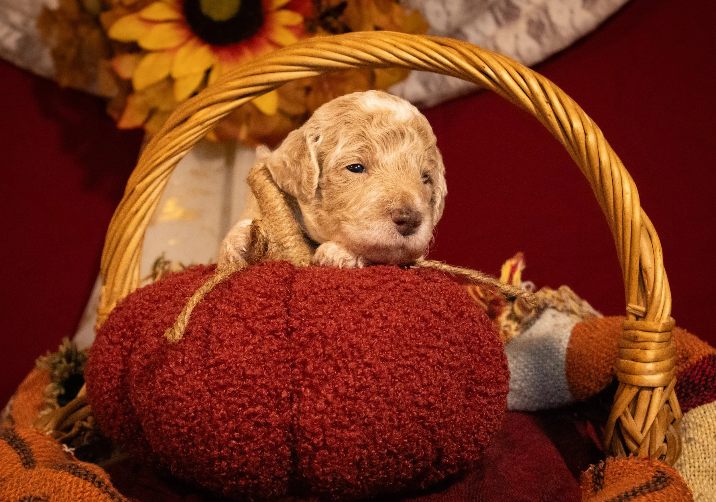 Dolly3.jpg
