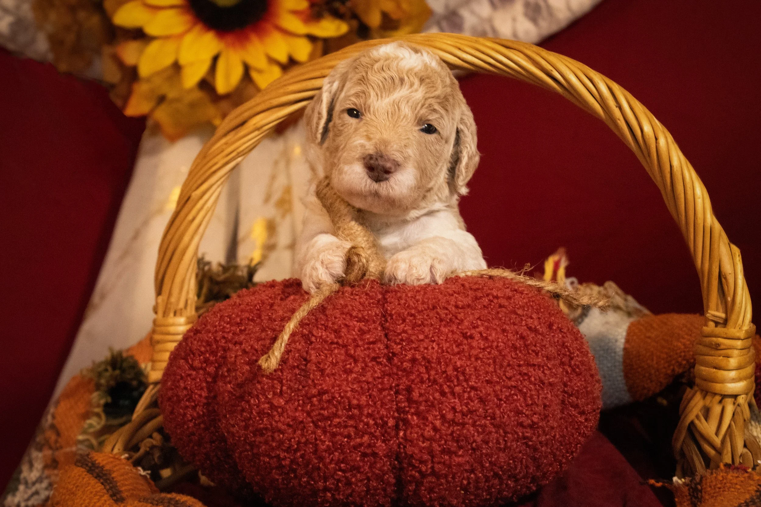 Dolly Parton - $500 Puppy Deposit