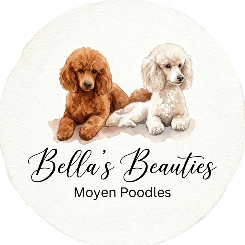 Illustration of two poodle puppies, one brown and one cream-colored, sitting side by side. Text reads "Bella's Beauties" and "Moyen Poodles".