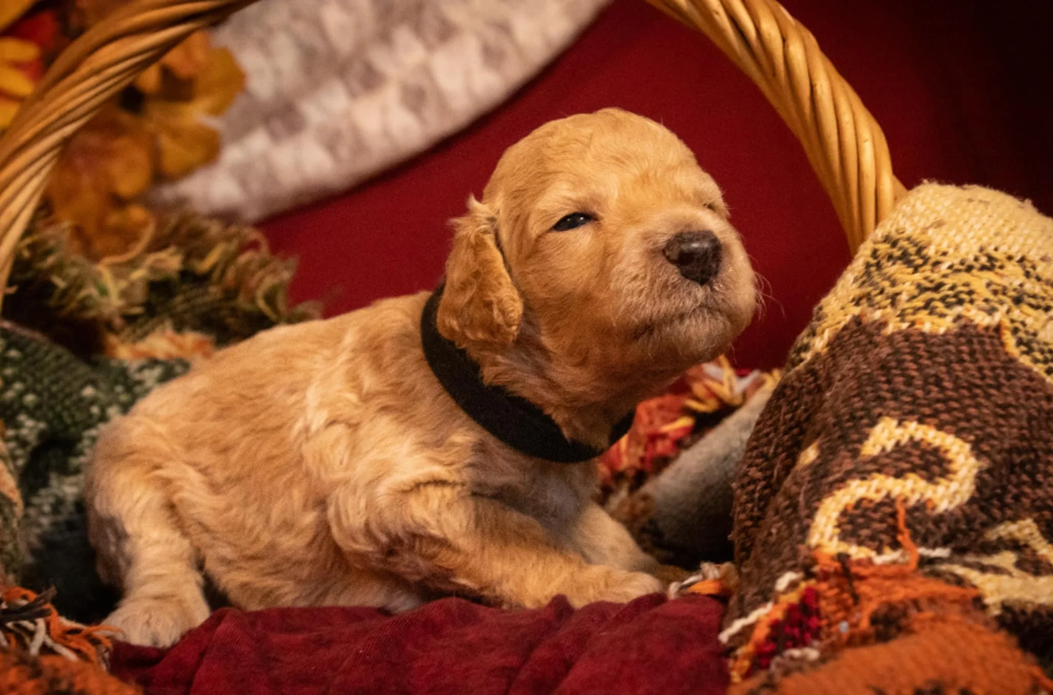 Cash (Johnny Cash) - $500 Puppy Deposit