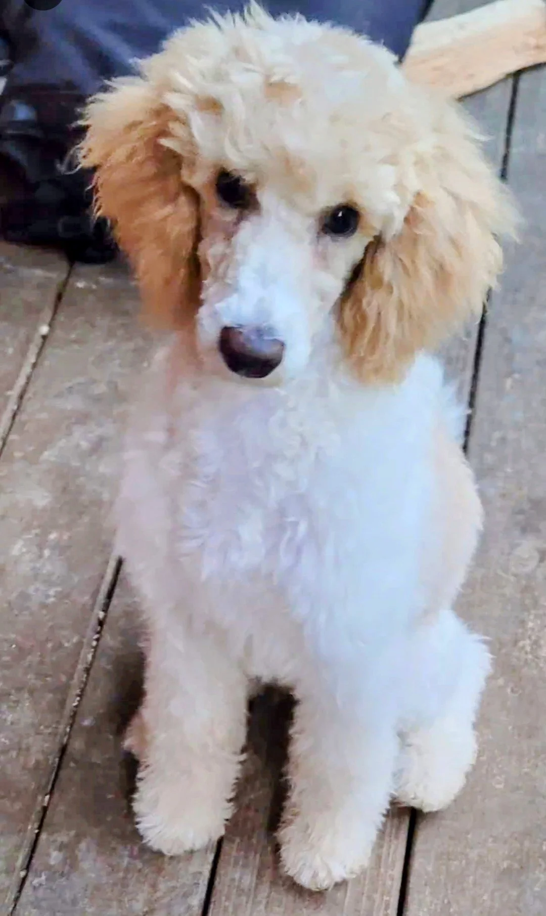 A fluffy white and tan dog with long ears sitting on a tiled floor, looking up at the camera.