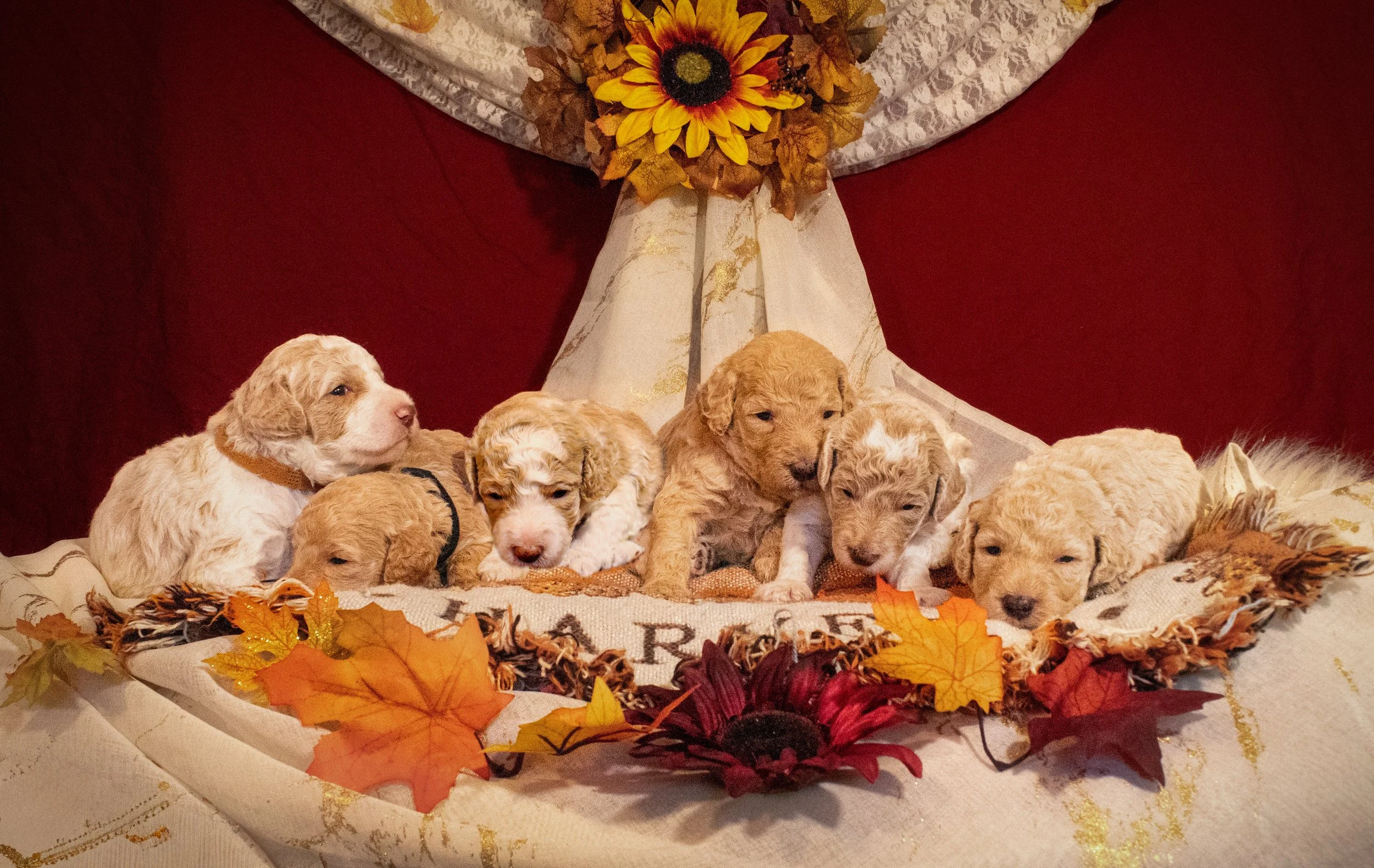 The whole litter together. Group of small, fluffy puppies resting together on a decorated surface with autumn leaves and flowers, against a red and beige backdrop.