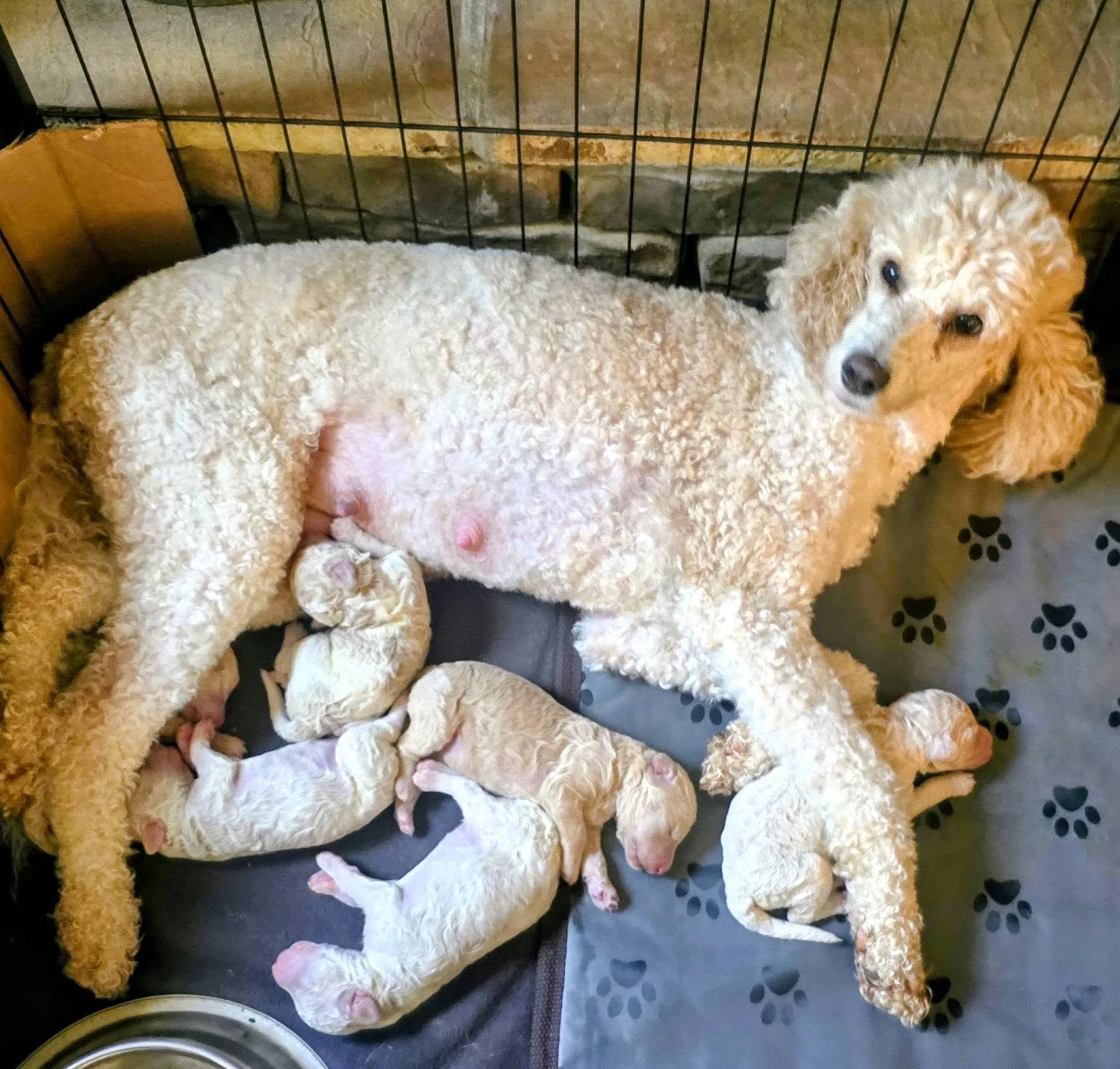 A mother dog, likely a poodle, lies on a black mat with her newborn puppies, nursing and cuddling them inside a playpen. The puppies are mostly white with some tan markings and are resting near their mother.