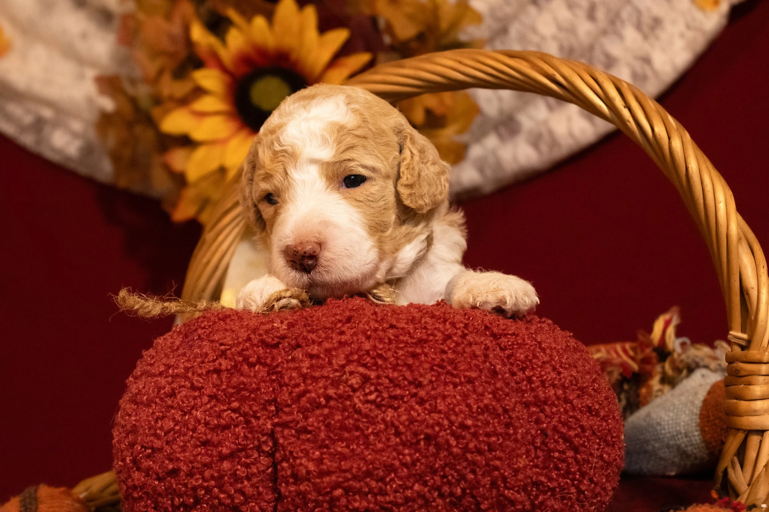 Loretta Lynn - $500 Puppy Deposit