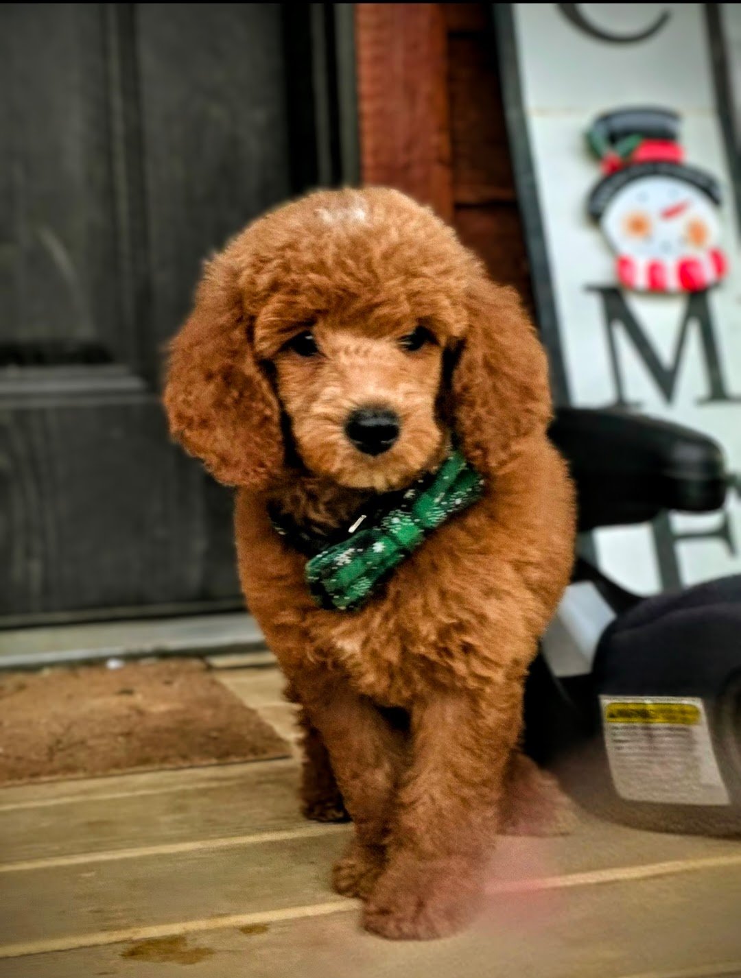 A cute brown puppy with floppy ears walking on a wooden porch, wearing a green plaid bow tie.
