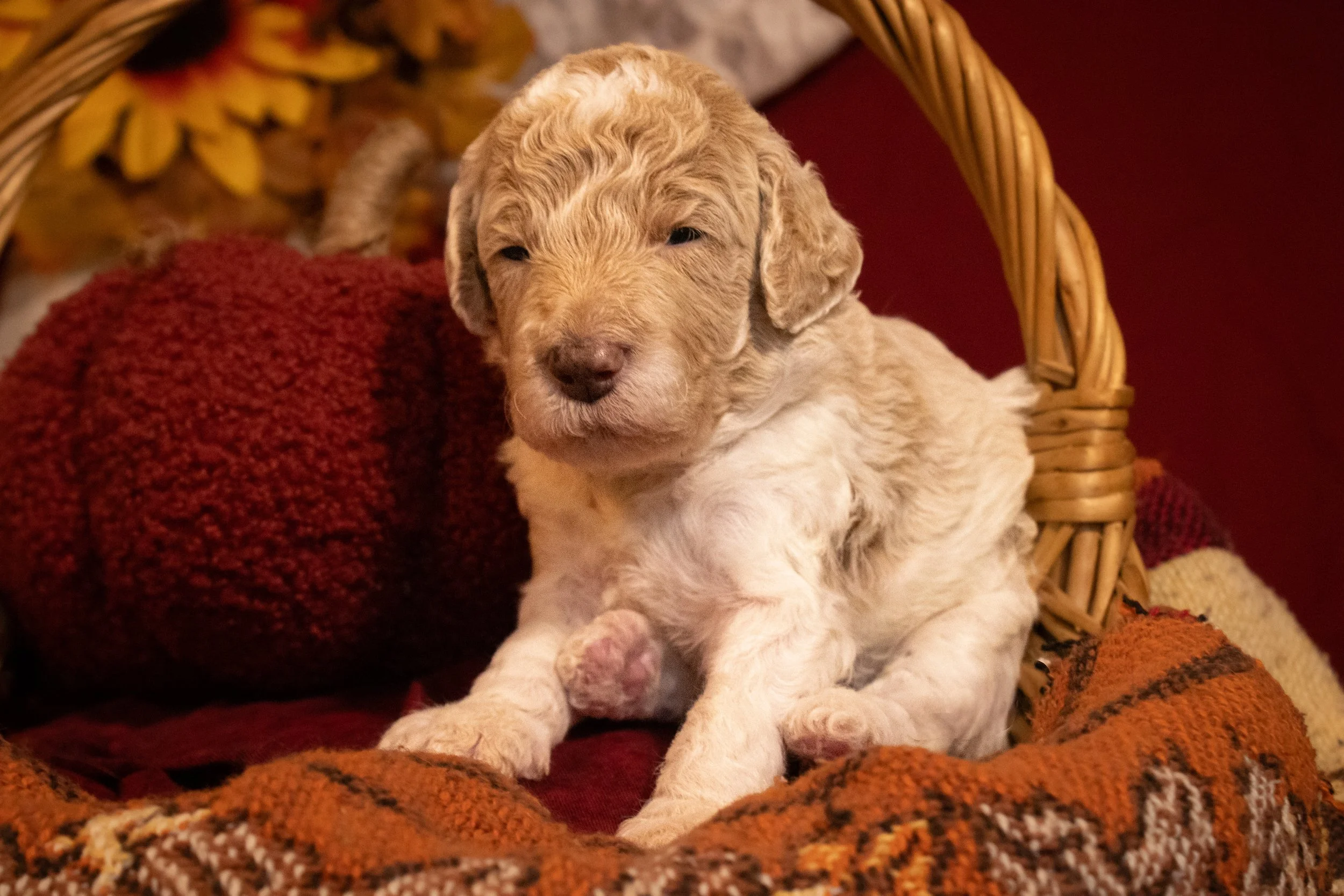 Dolly2.jpg