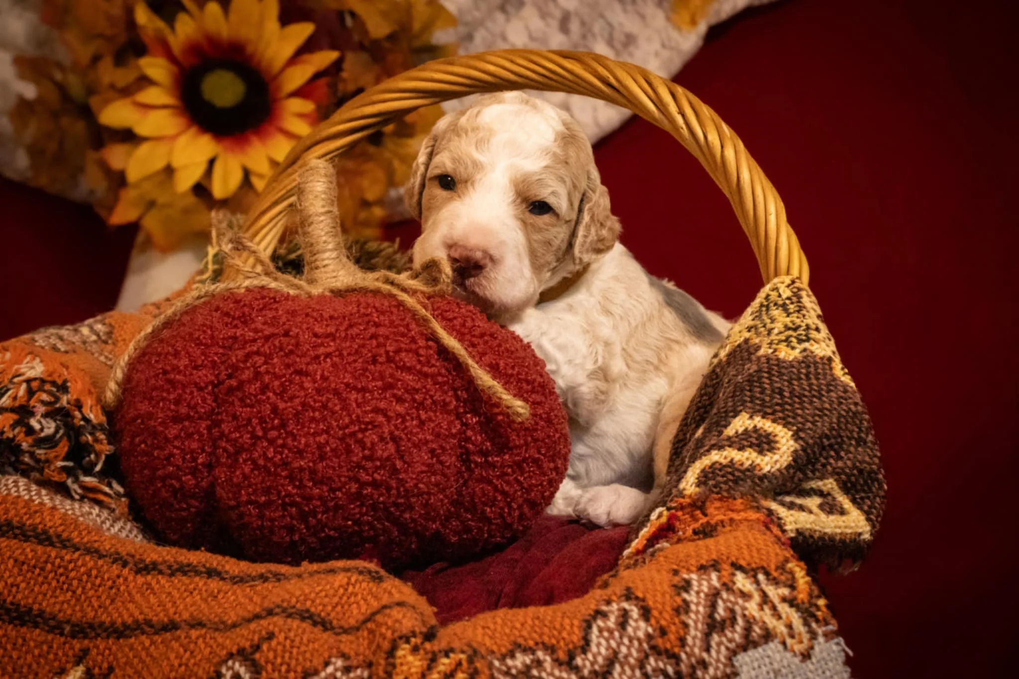 Merle Haggard - $500 Puppy Deposit