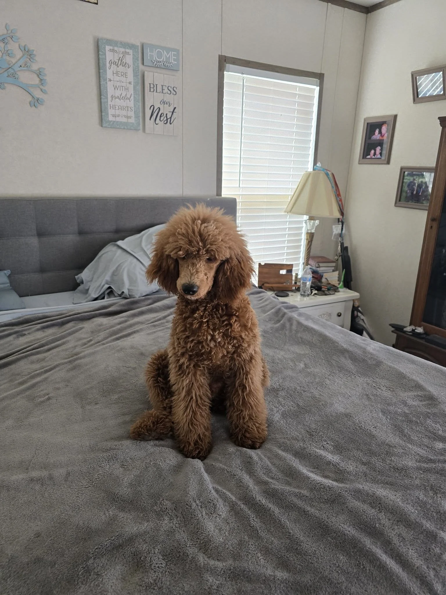 A brown, fluffy puppy sitting on a bed with a gray coverlet in a bedroom. In the background, there are wall decorations, a window with blinds, a nightstand with a lamp, books, a water bottle, and framed photos on the wall.
