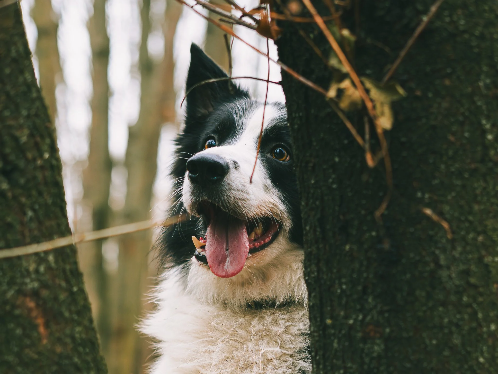 Armany - Border Collie