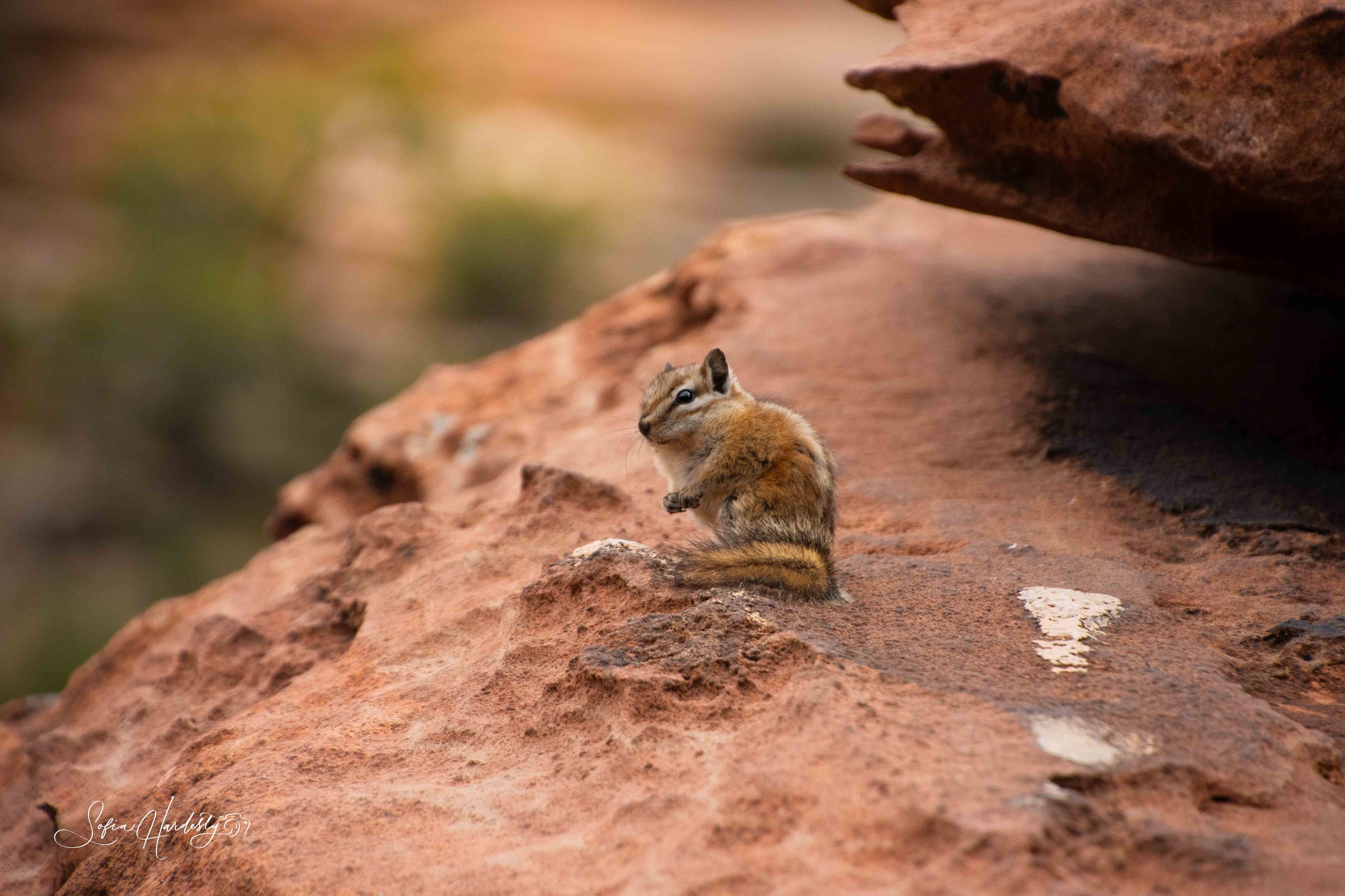 A small chipmunk standing on reddish rock, with a blurred greenish background.