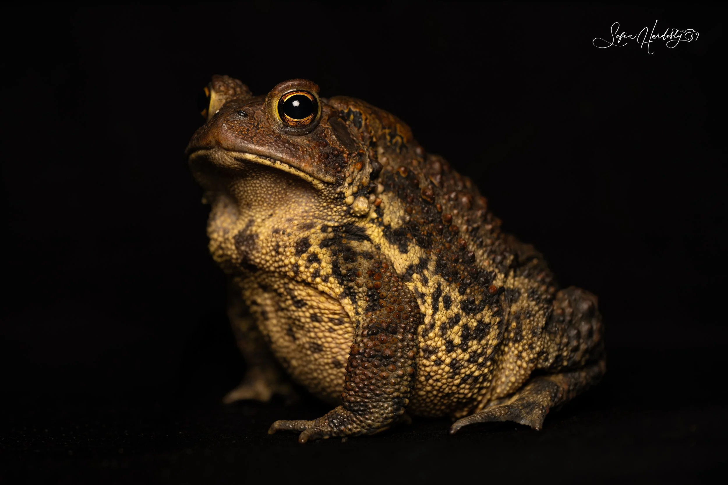 Eastern American Toad