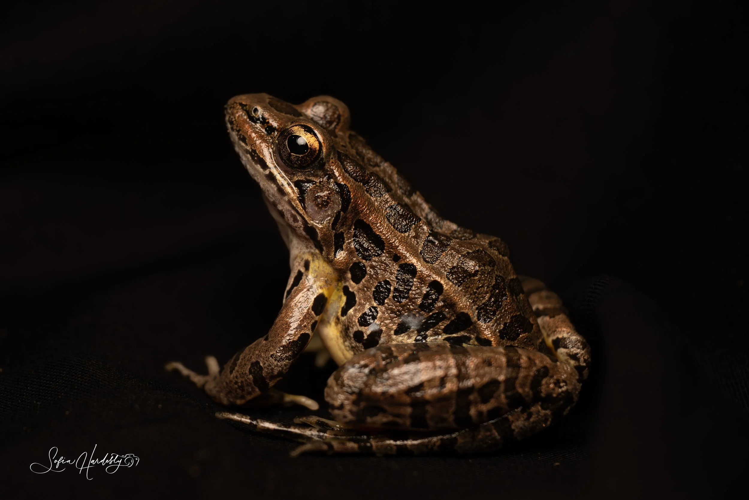Pickerel Frog (Lithobates palustris)