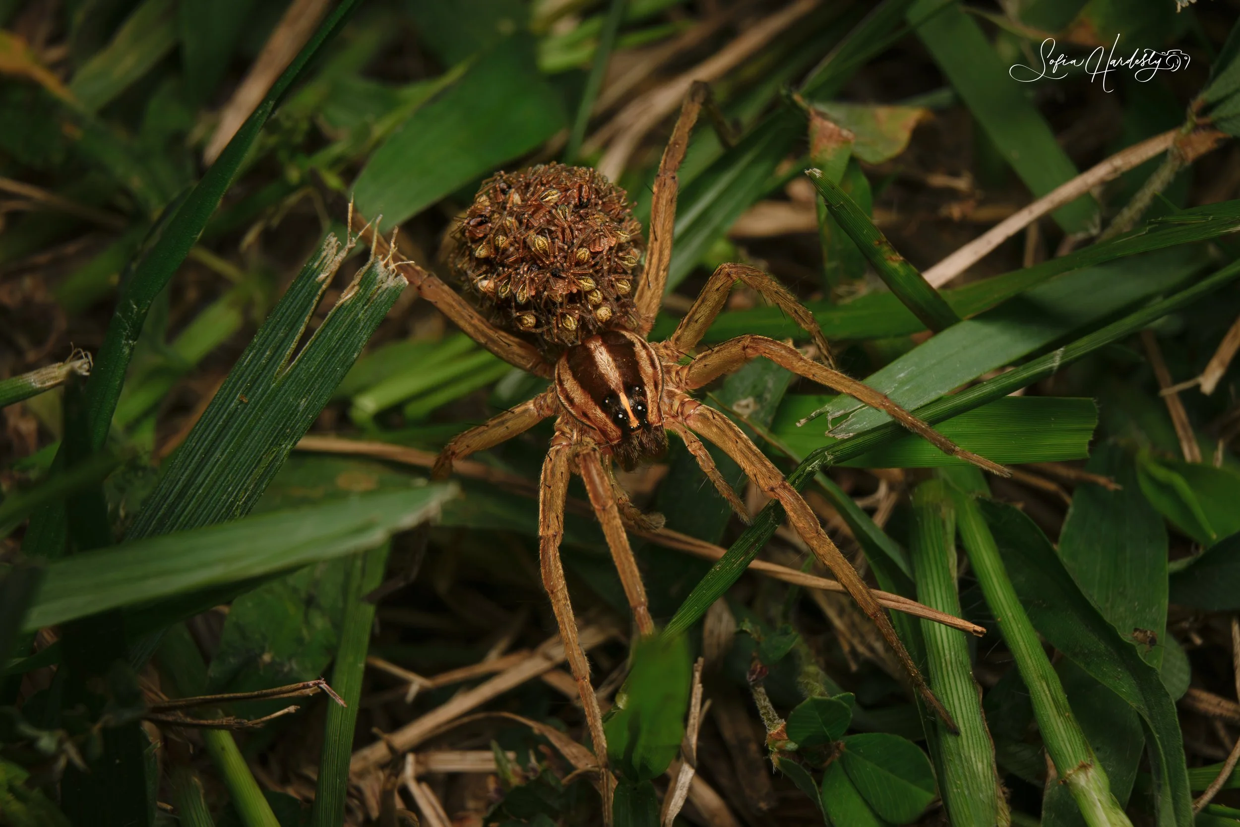 Rabid Wolf Spider (Rabidosa rabida)