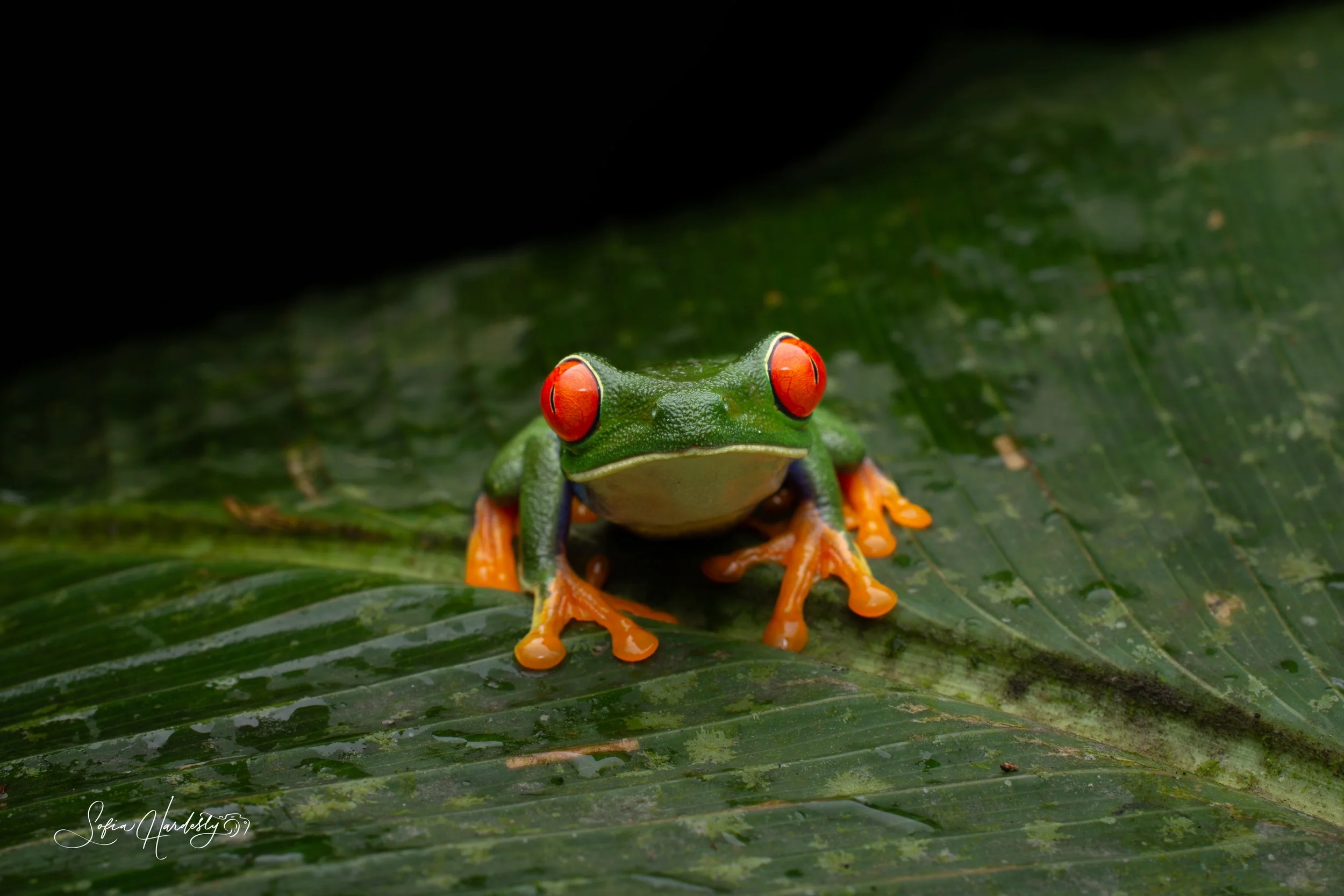 Amphibian Photos-4.jpg