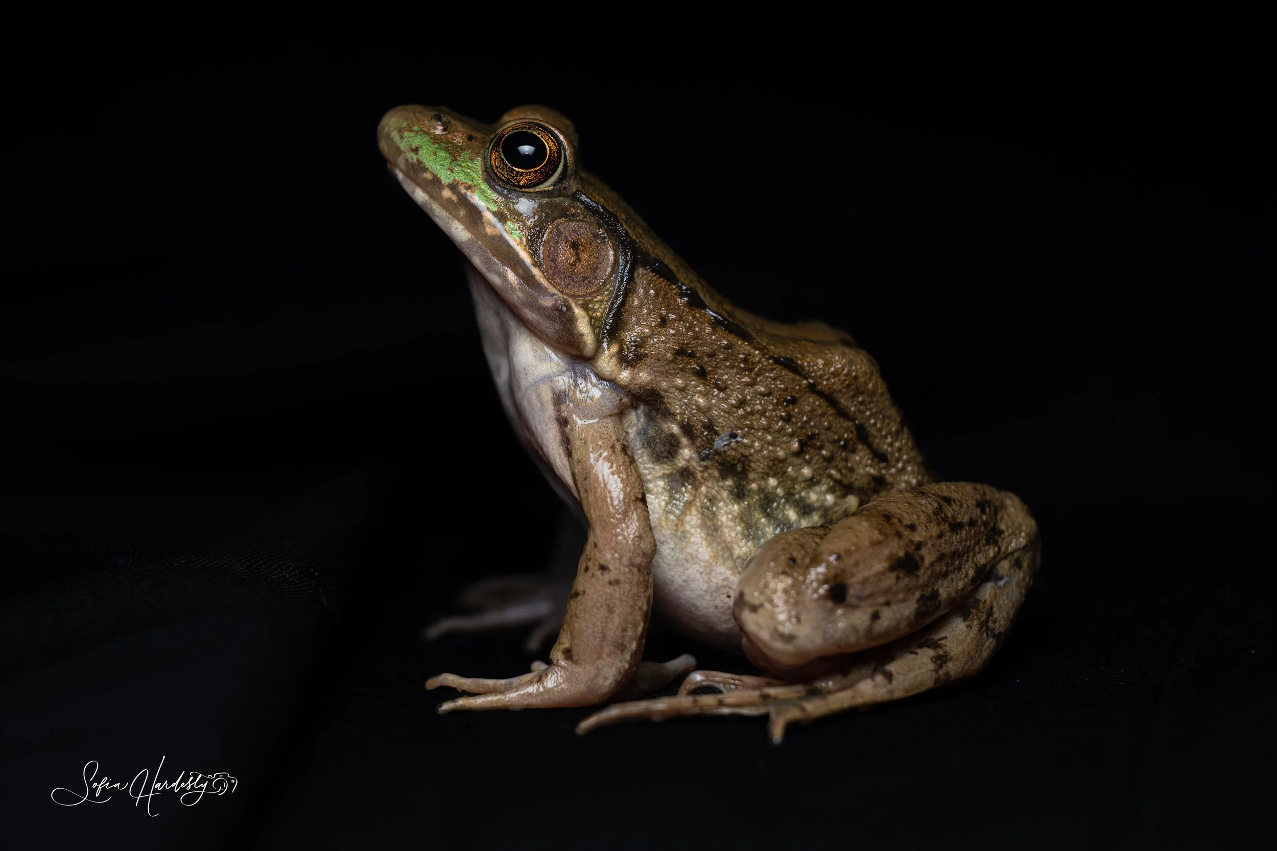 Green Frog (Lithobates clamitans)