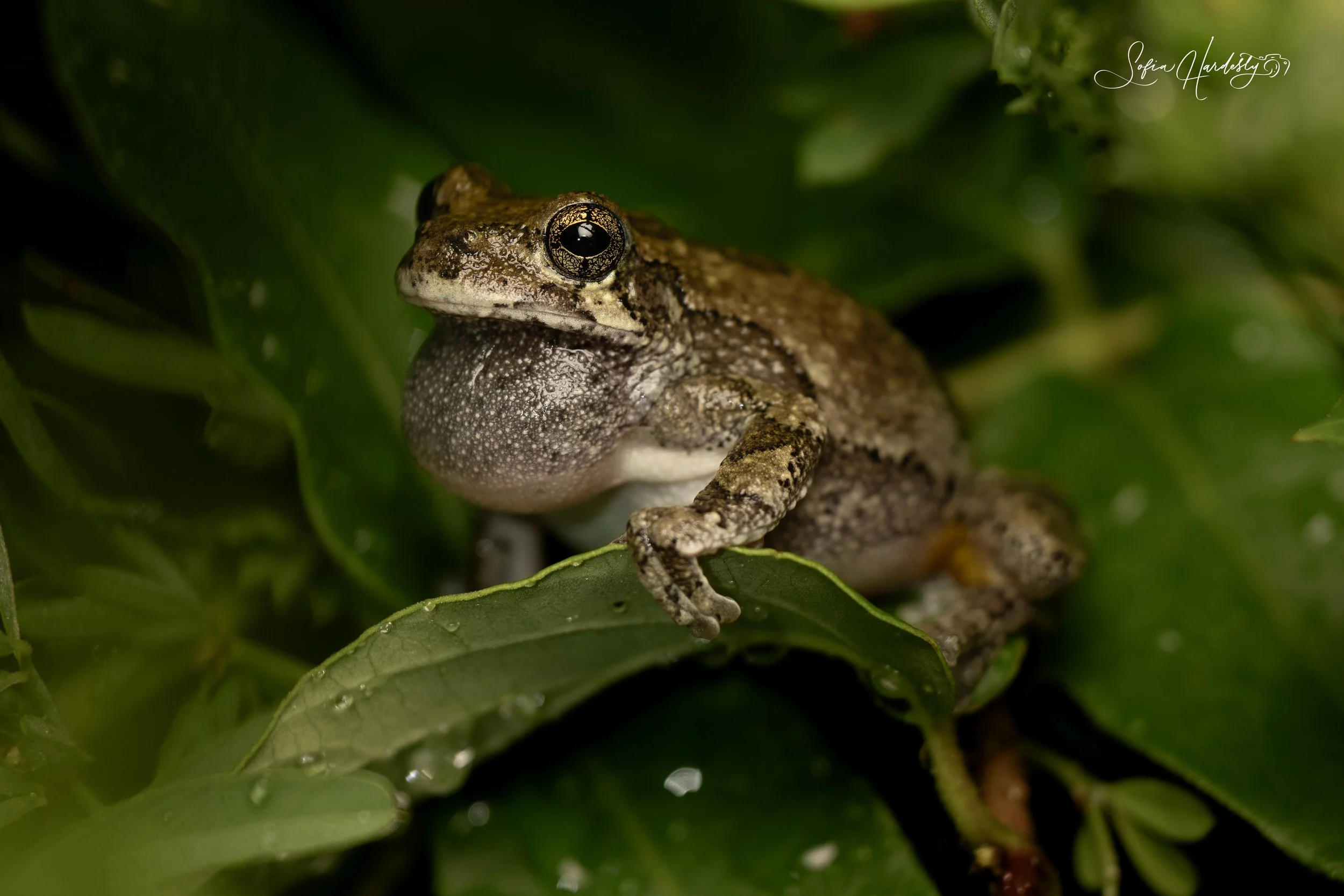 Gray Tree Frog / Cope's Gray Tree Frog