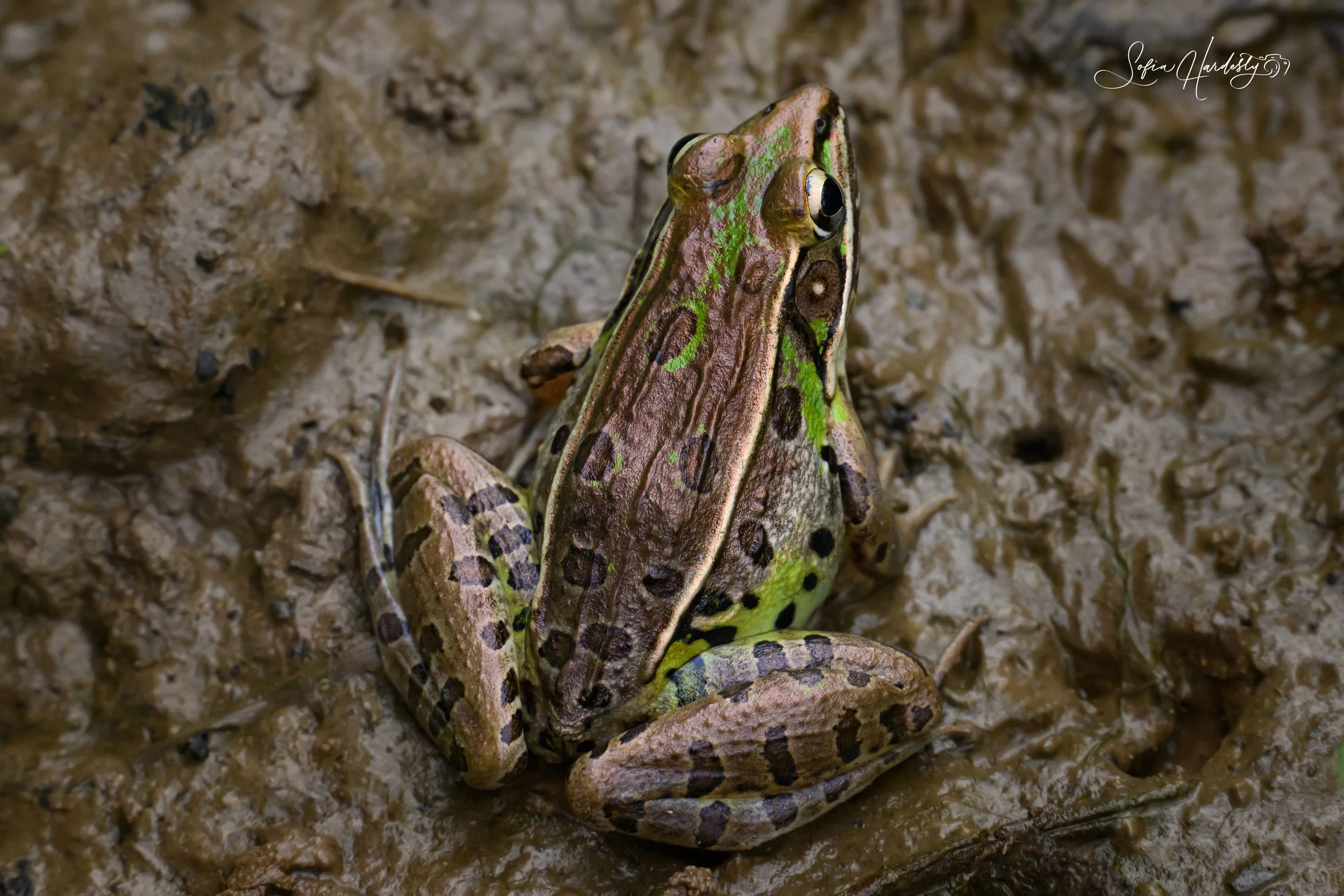 Southern Leopard Frog 