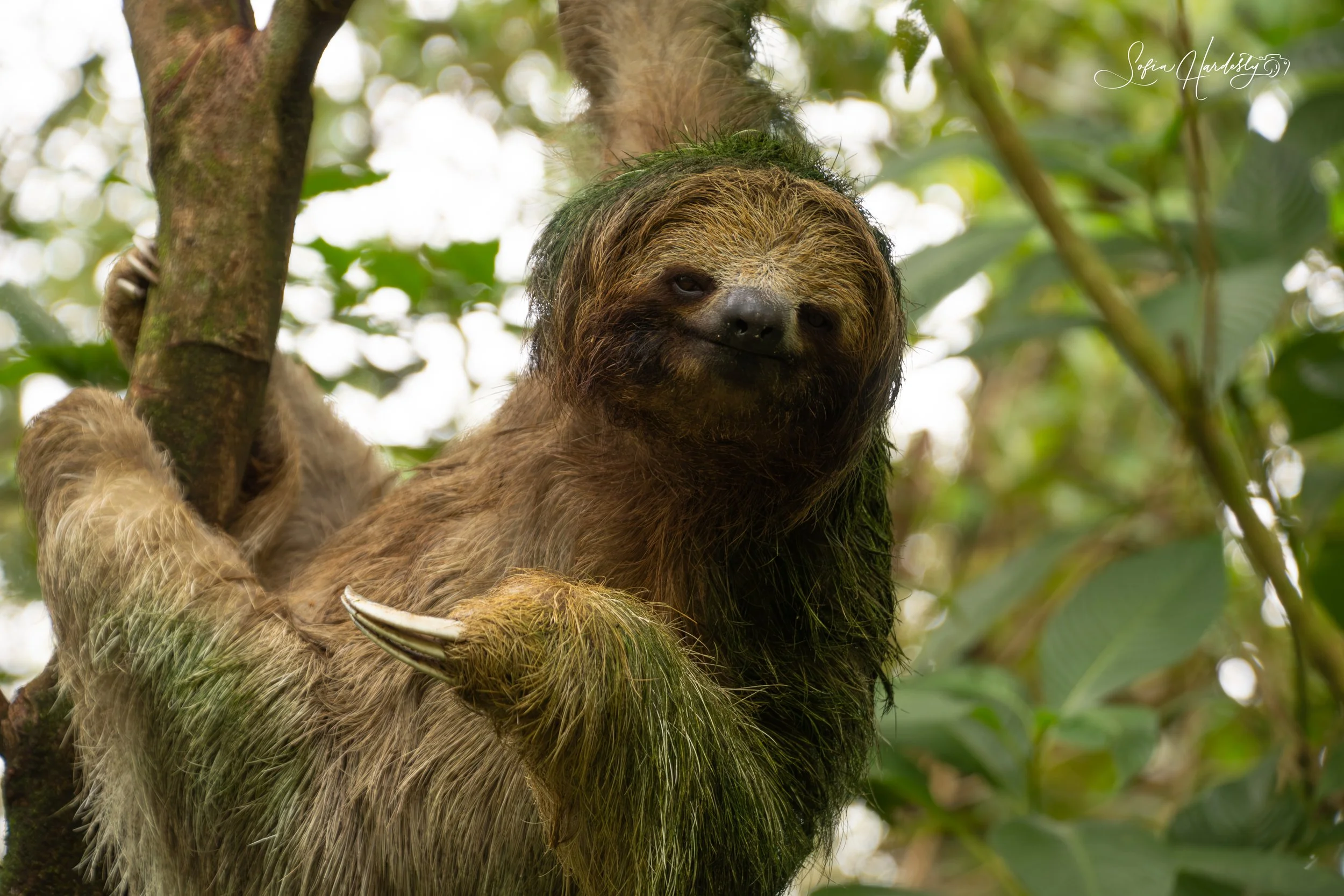 Sloth.jpg