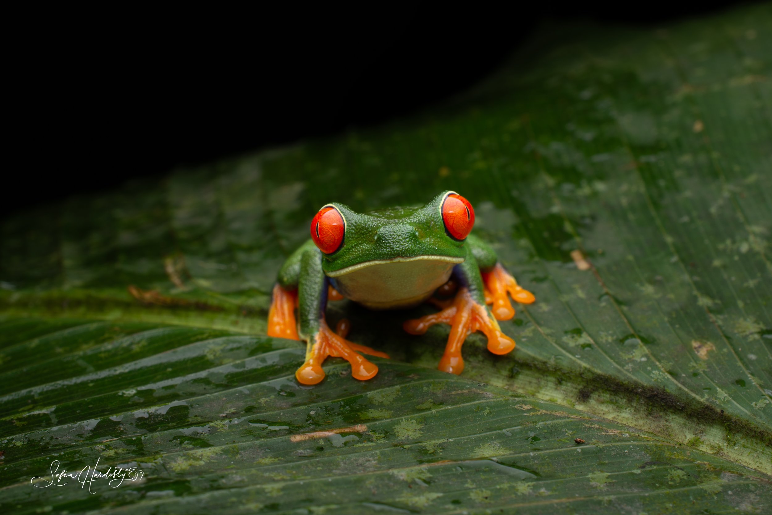 Red-eyed Tree Frog (Agalychnis callidryas)
