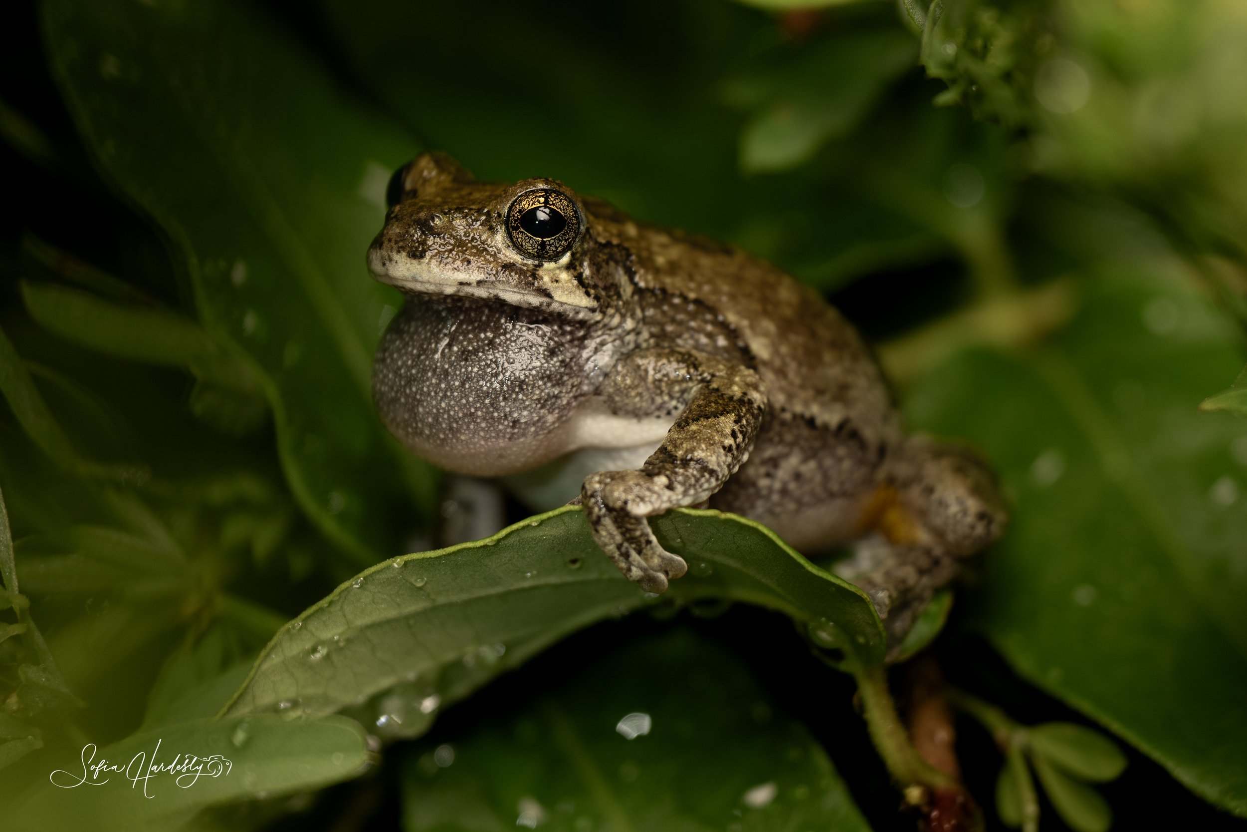 Gray Tree Frog (Dryophytes versicolor, formerly Hyla versicolor)