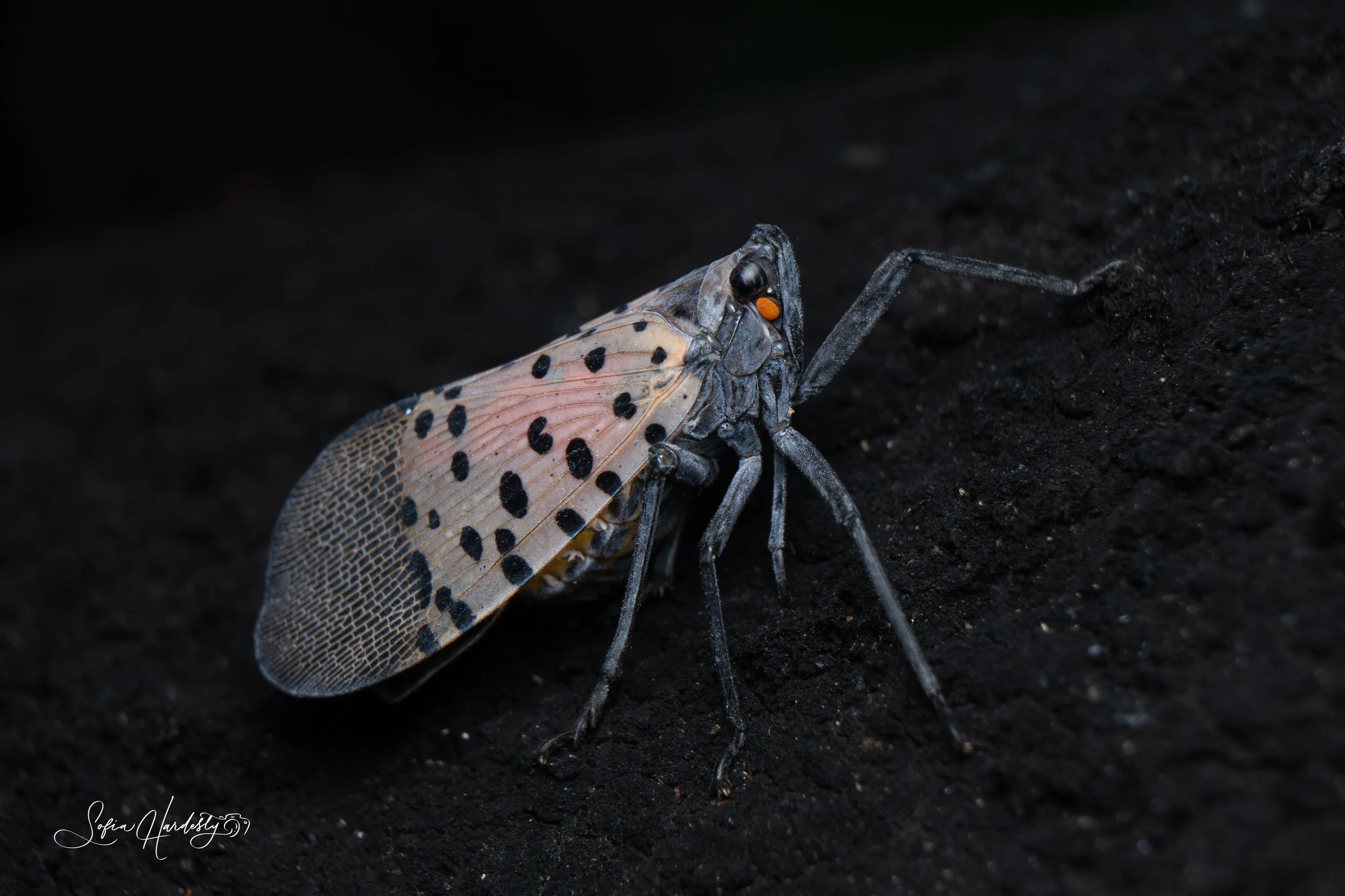 Spotted Lanternfly (Lycra delicatula)