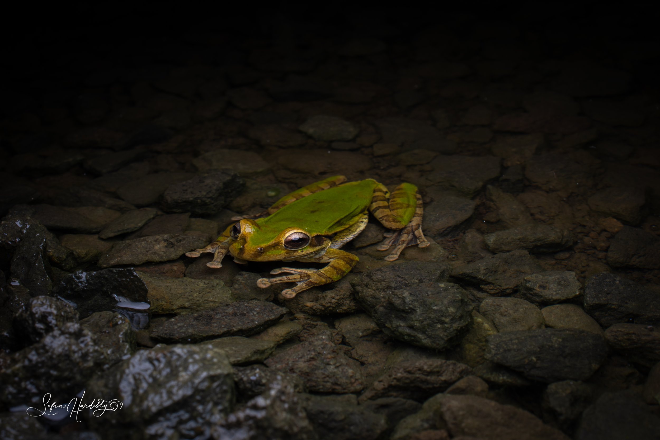 Masked Tree Frog (Smilisca phaeota)
