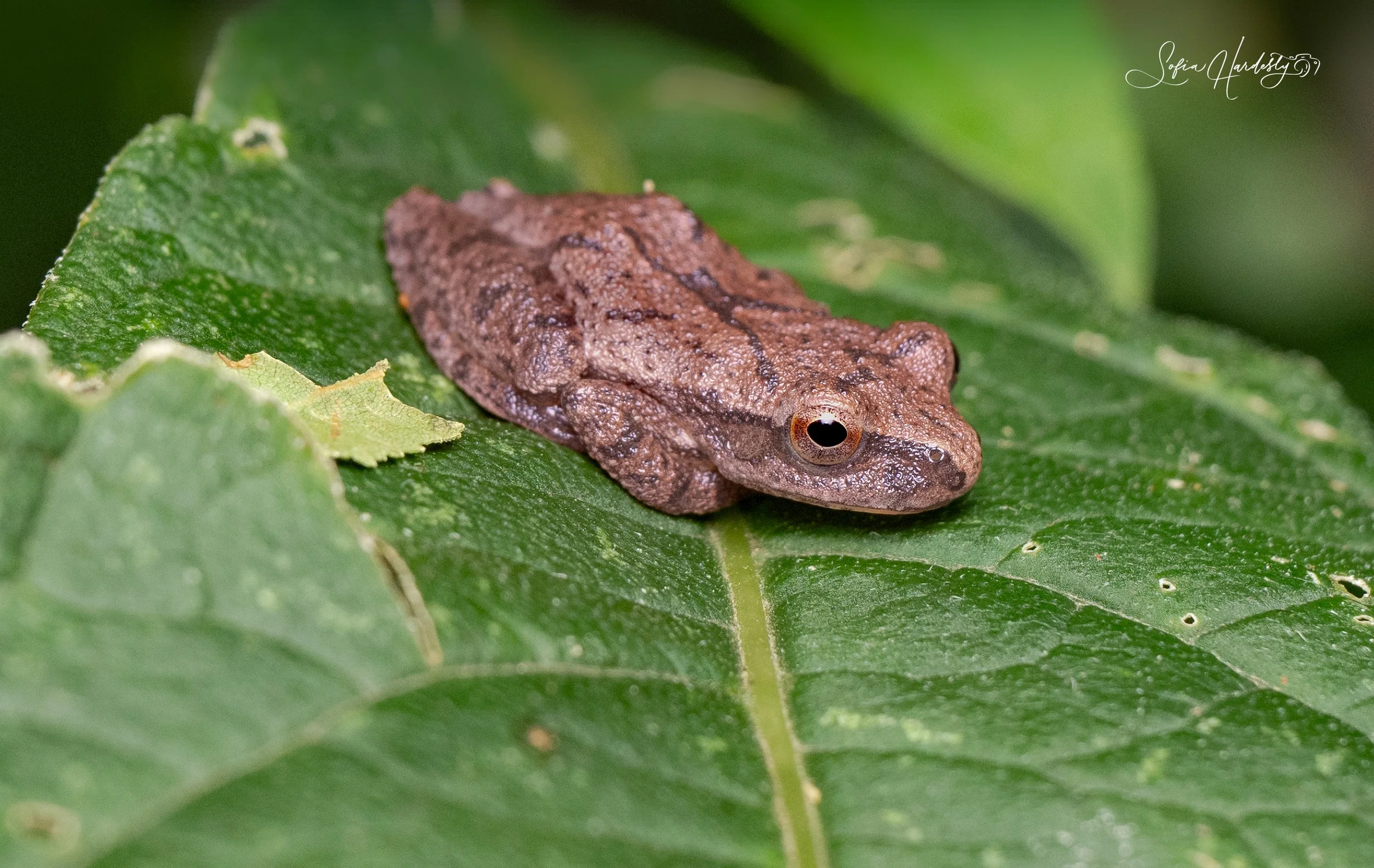 Spring Peeper