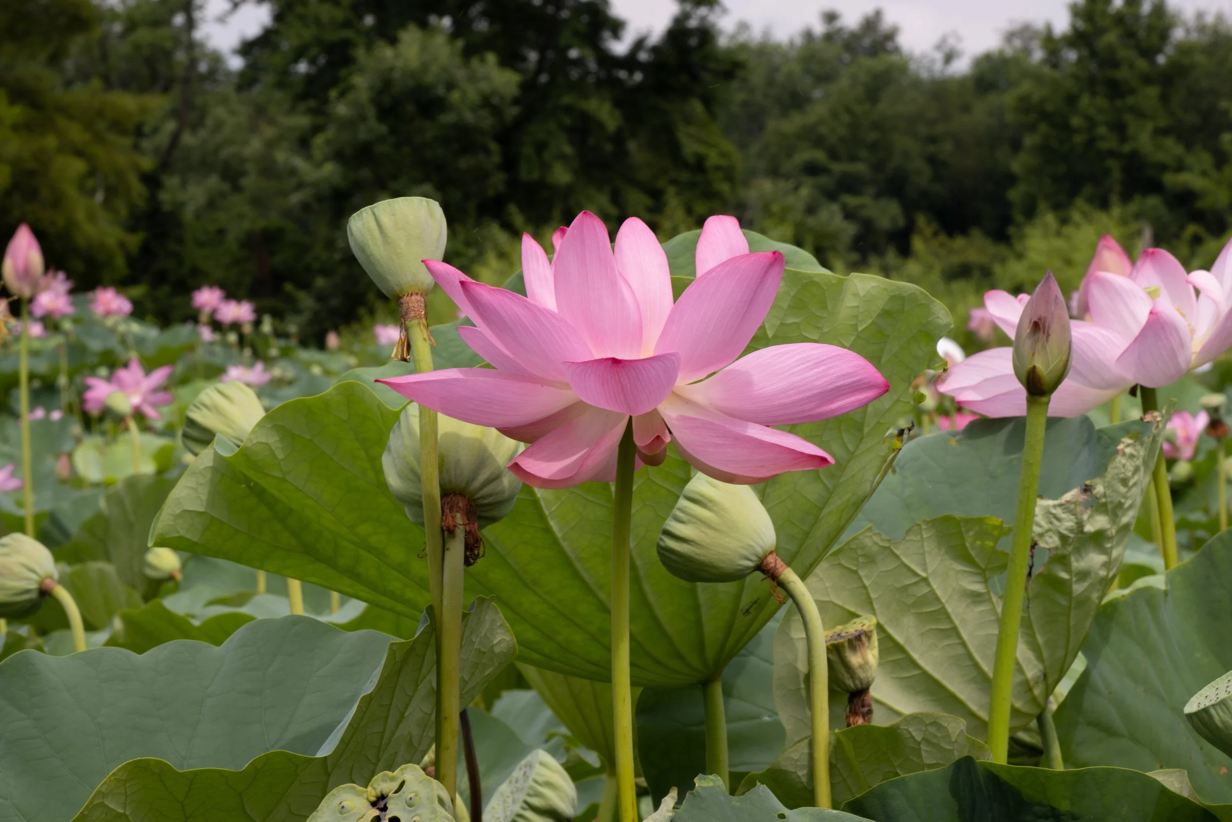 A pink blooming lotus flower surrounded by lotus buds and large green leaves in a pond with a wooded background.