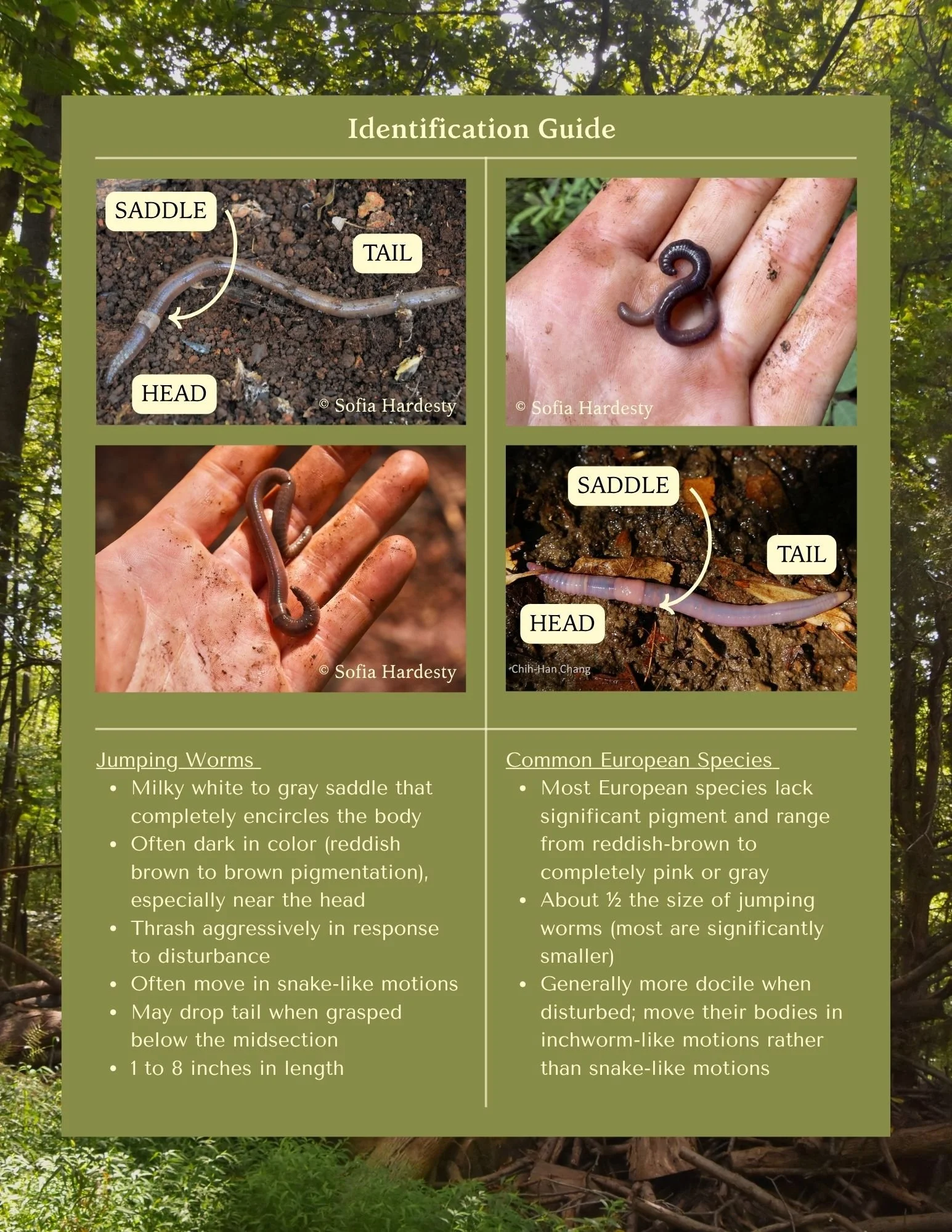 A guide for identifying worms, showing images of jumping worms and common European species, with labels indicating the head, tail, and saddle of the worms.