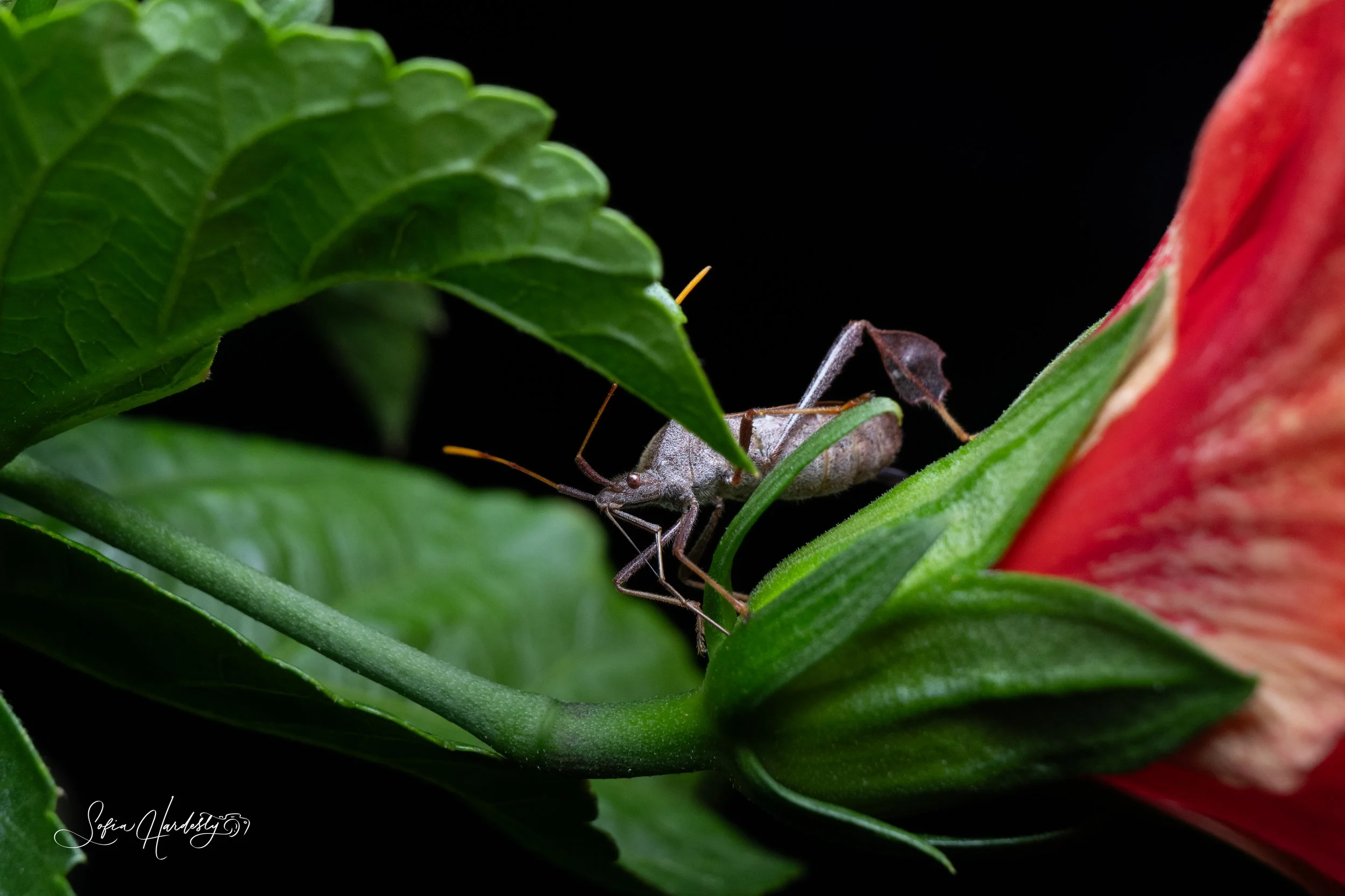 Northern Leaf-footed Bug (Leptoglossus oppositus)