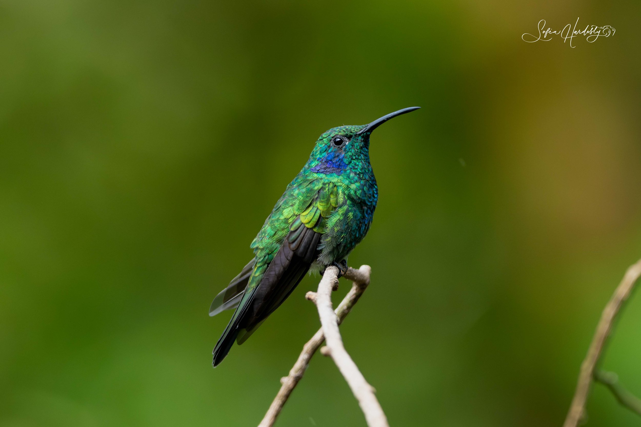Costa Rica-4.jpg