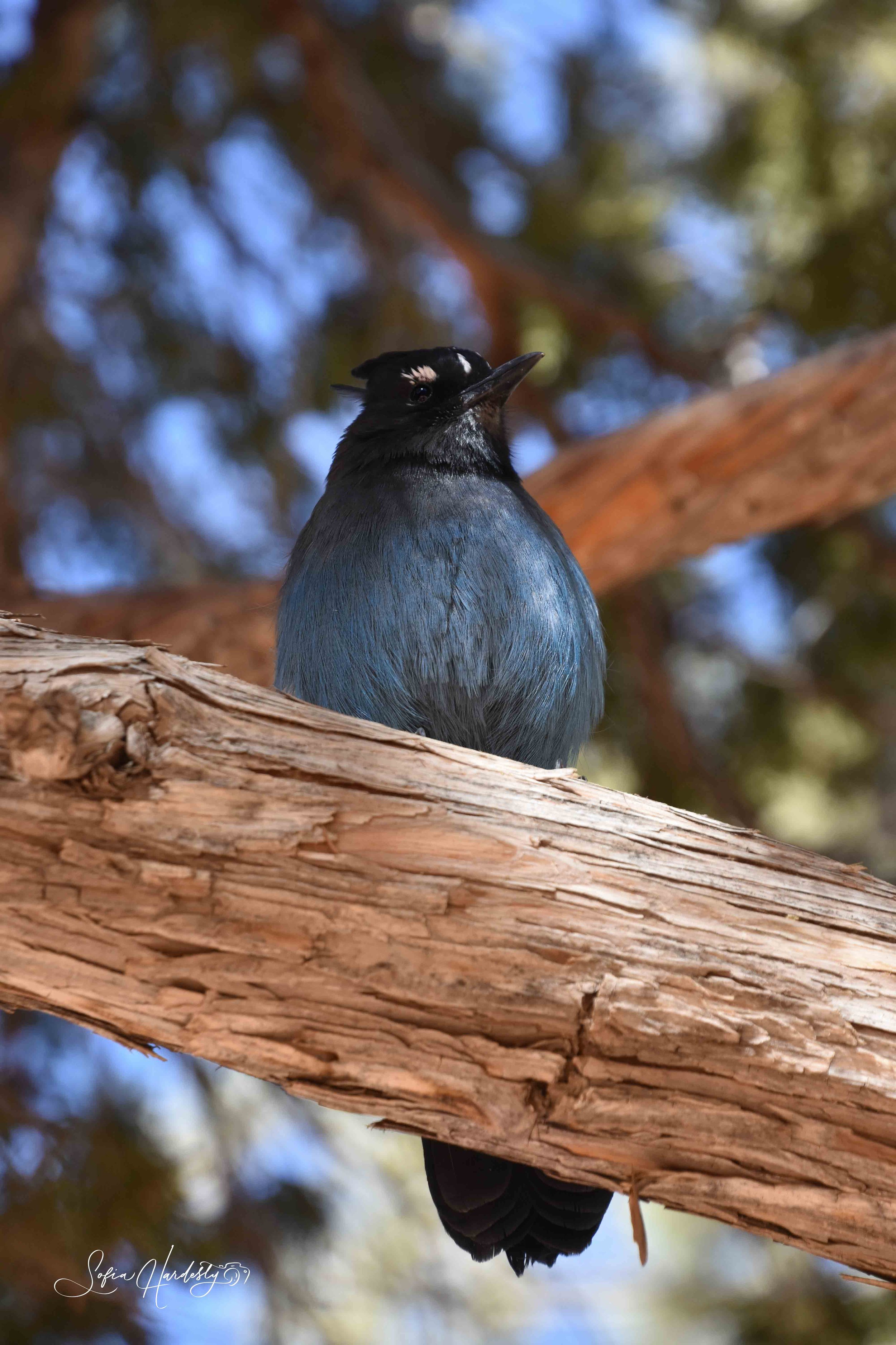 A black and white woodpecker perched on a tree branch, with a blurred background of tree leaves and sky.