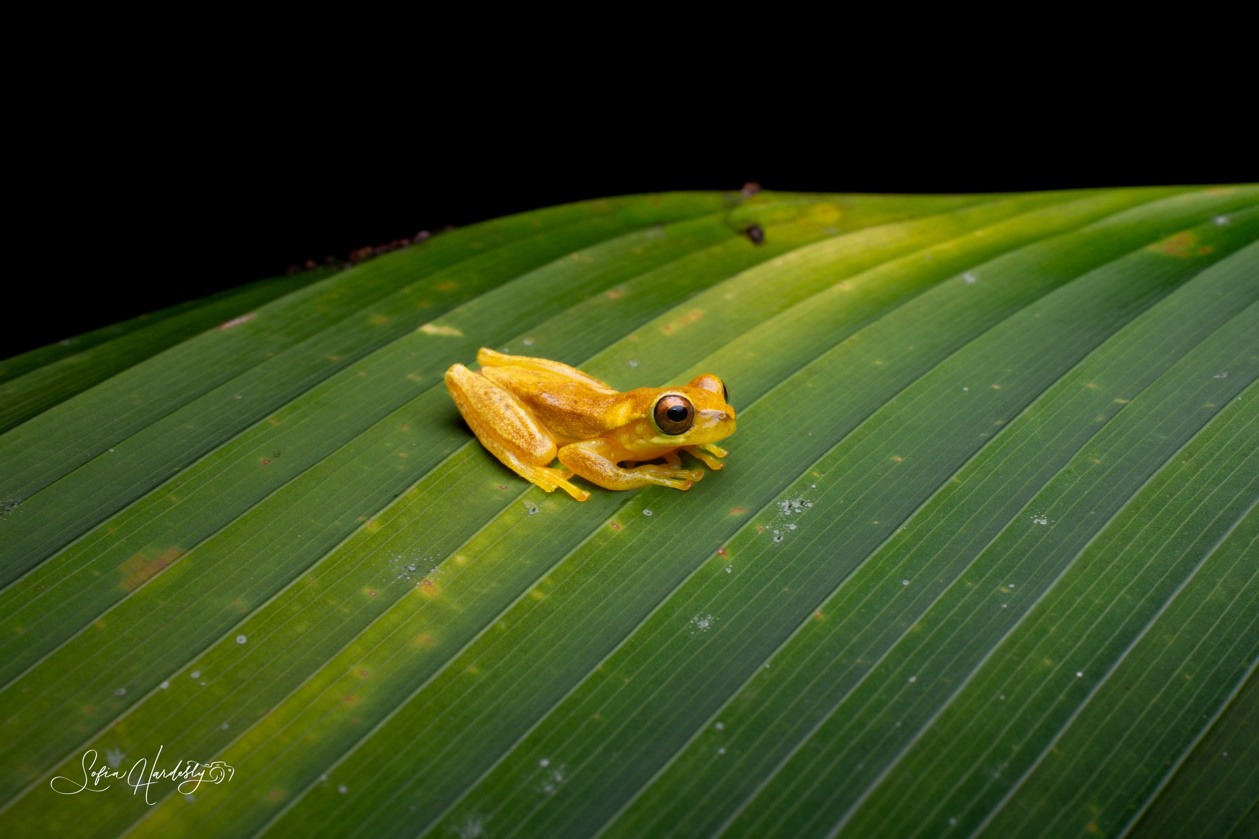 Yellow Tree Frog (Dendropsophus microcephalus)