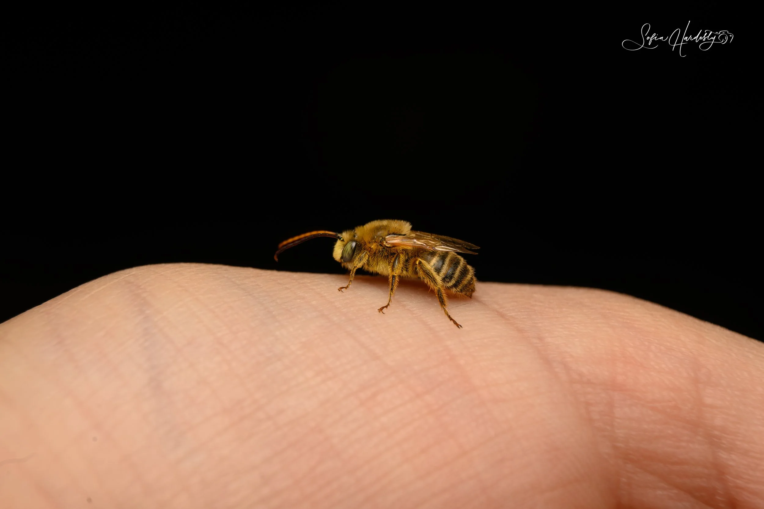 Melissodes sp. 