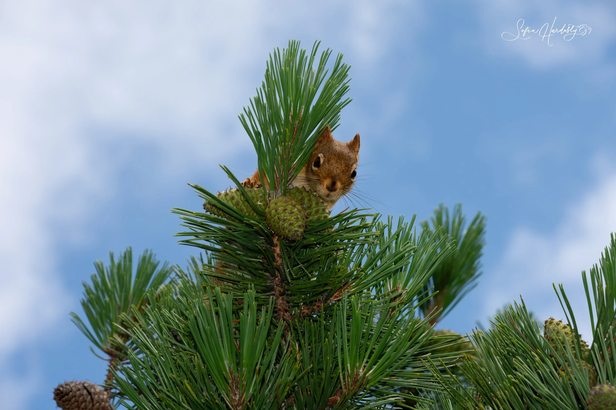 Red Squirrel.jpg
