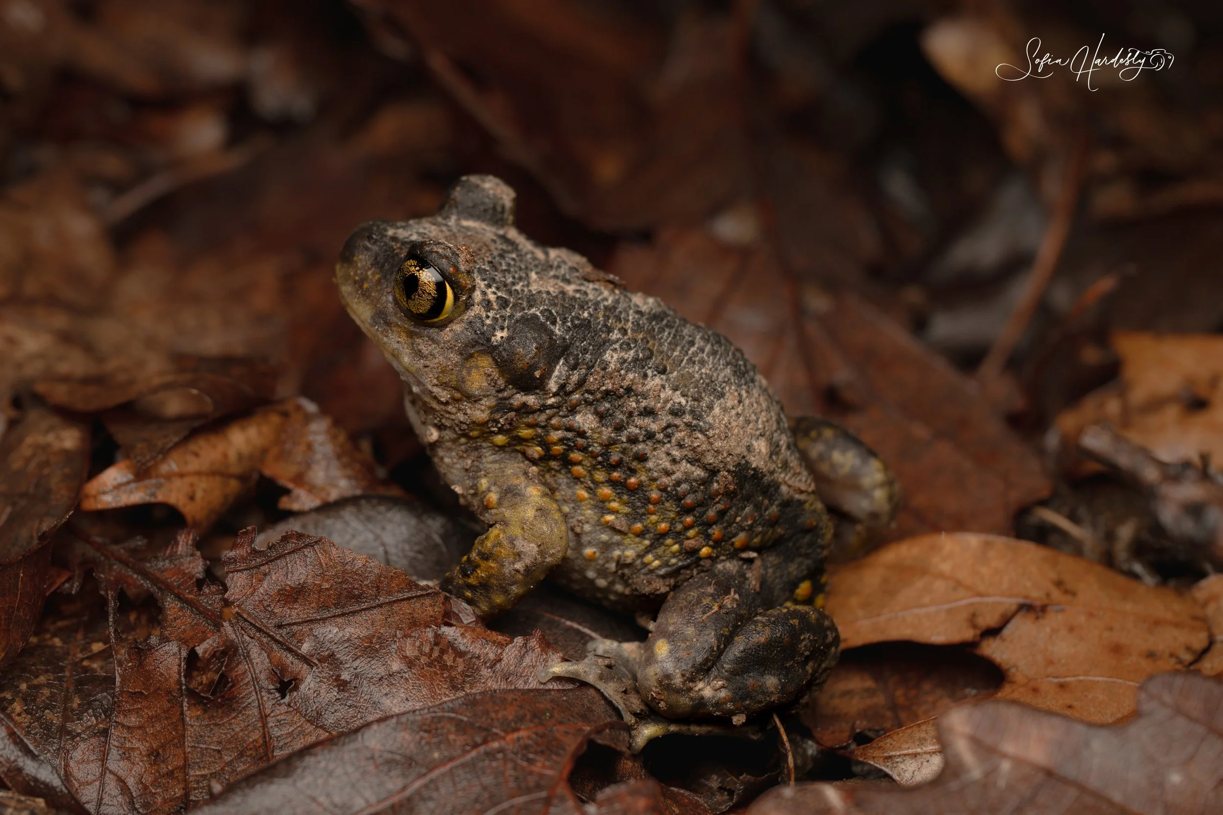 Eastern Spadefoot Toad 
