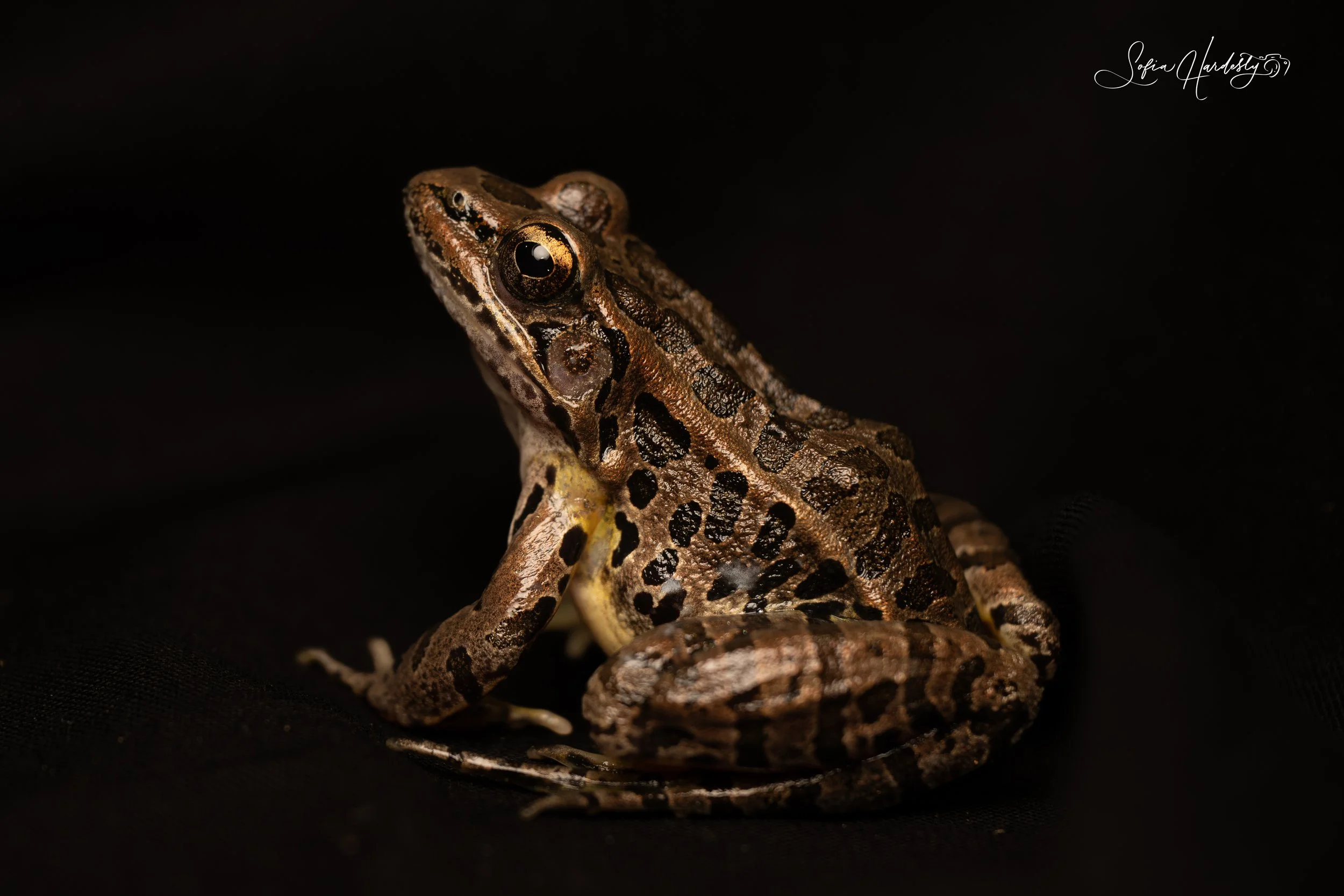 Pickerel Frog 