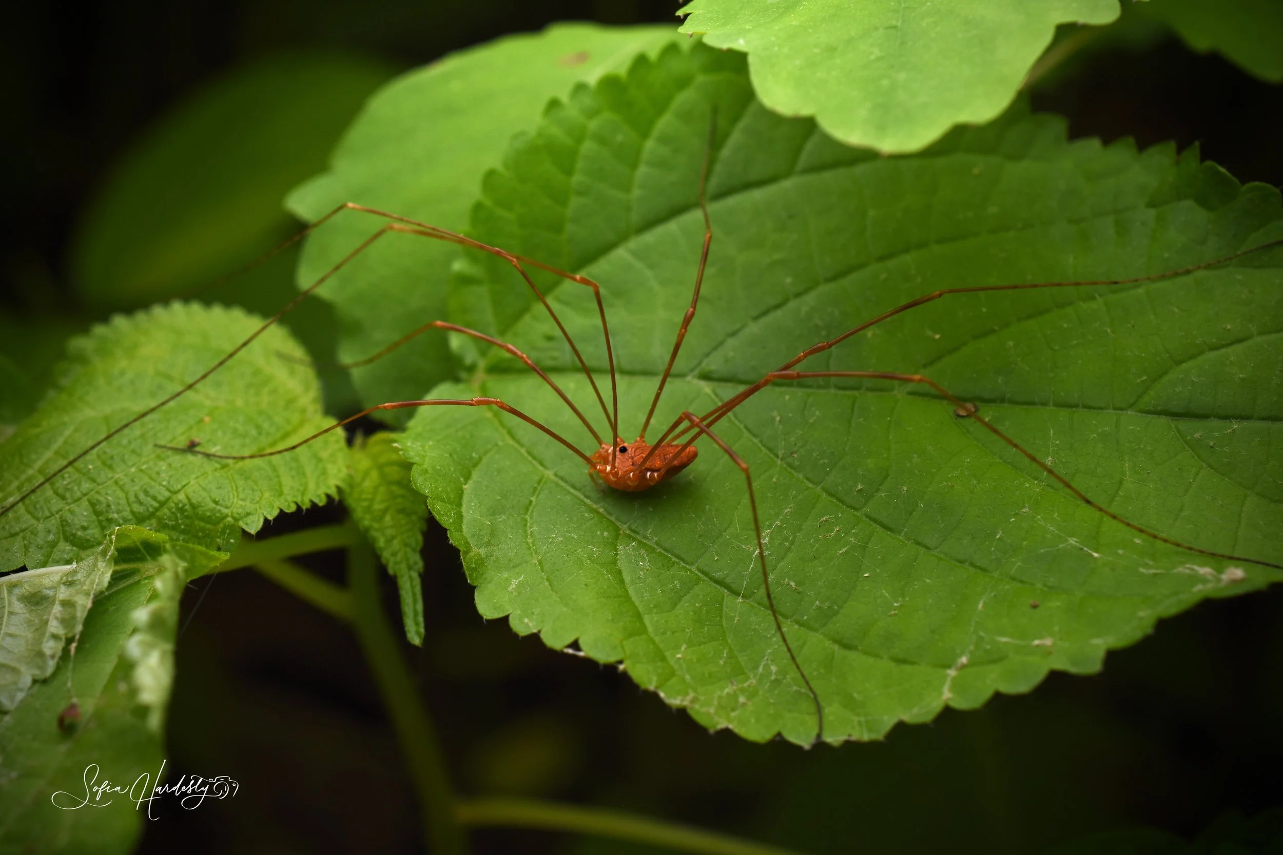Nebraska Harvestman (Leiobunum ventricosum)