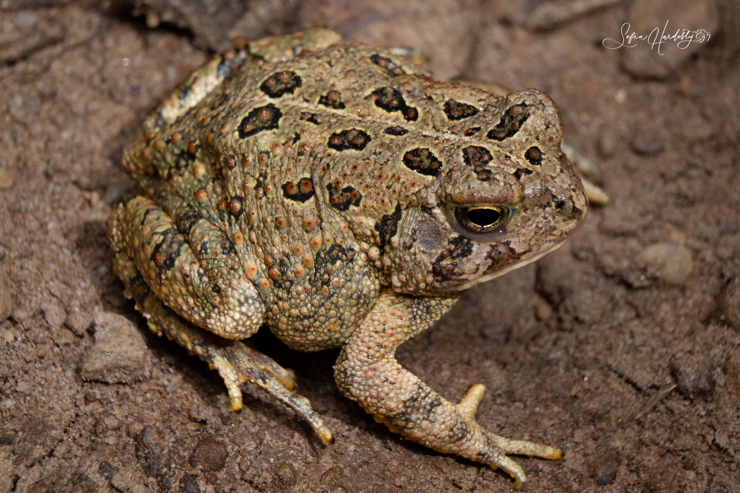Fowler's Toad