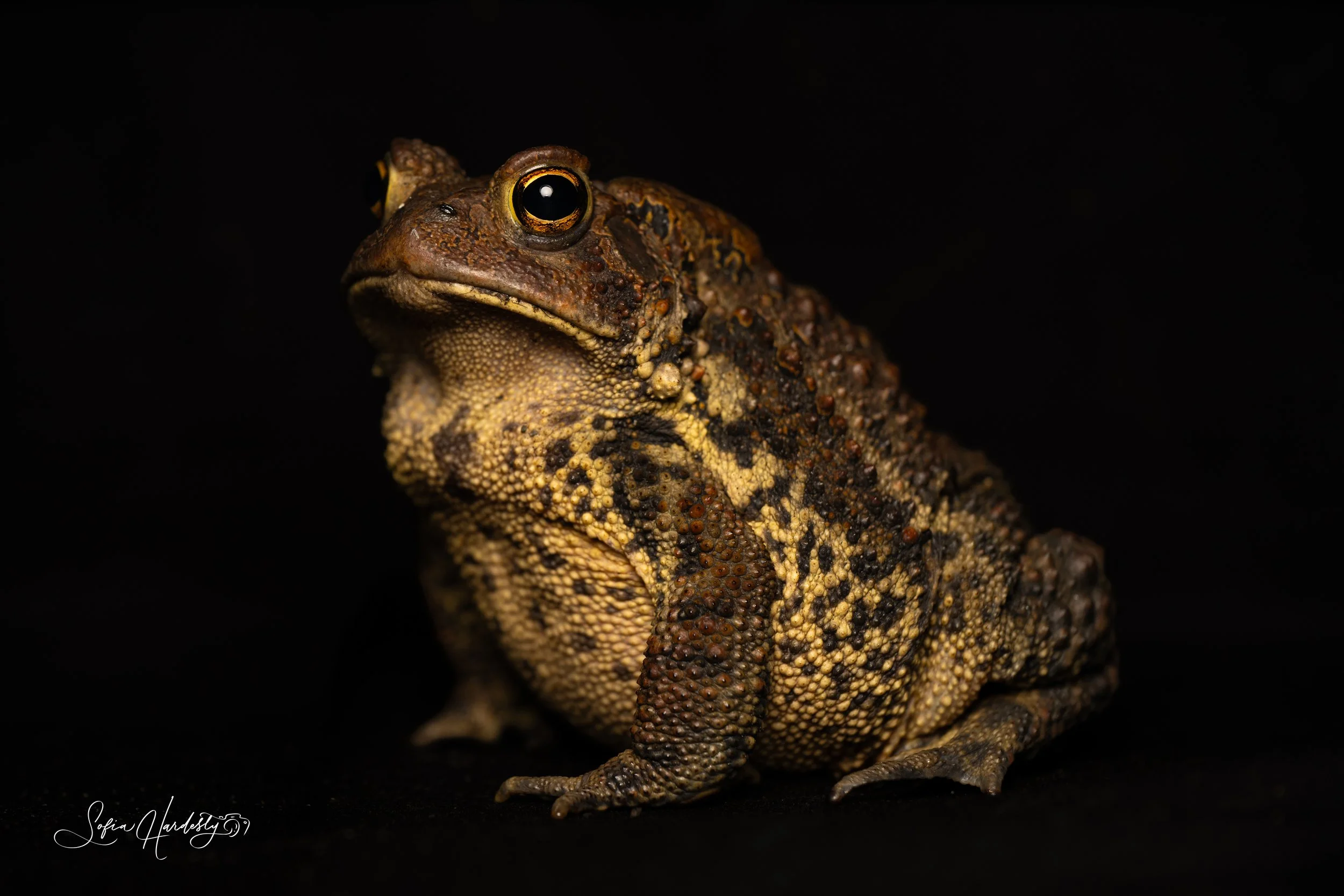 American Toad (Anaxyrus americanus, formerly Bufo americanus)